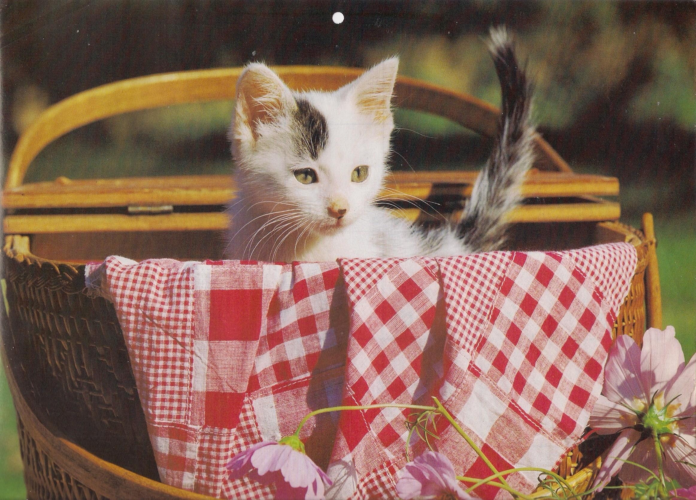 tablecloth, kitten, animals, cute, picnic, lot, basket, 1080P, goodies, paws, HD Wallpaper