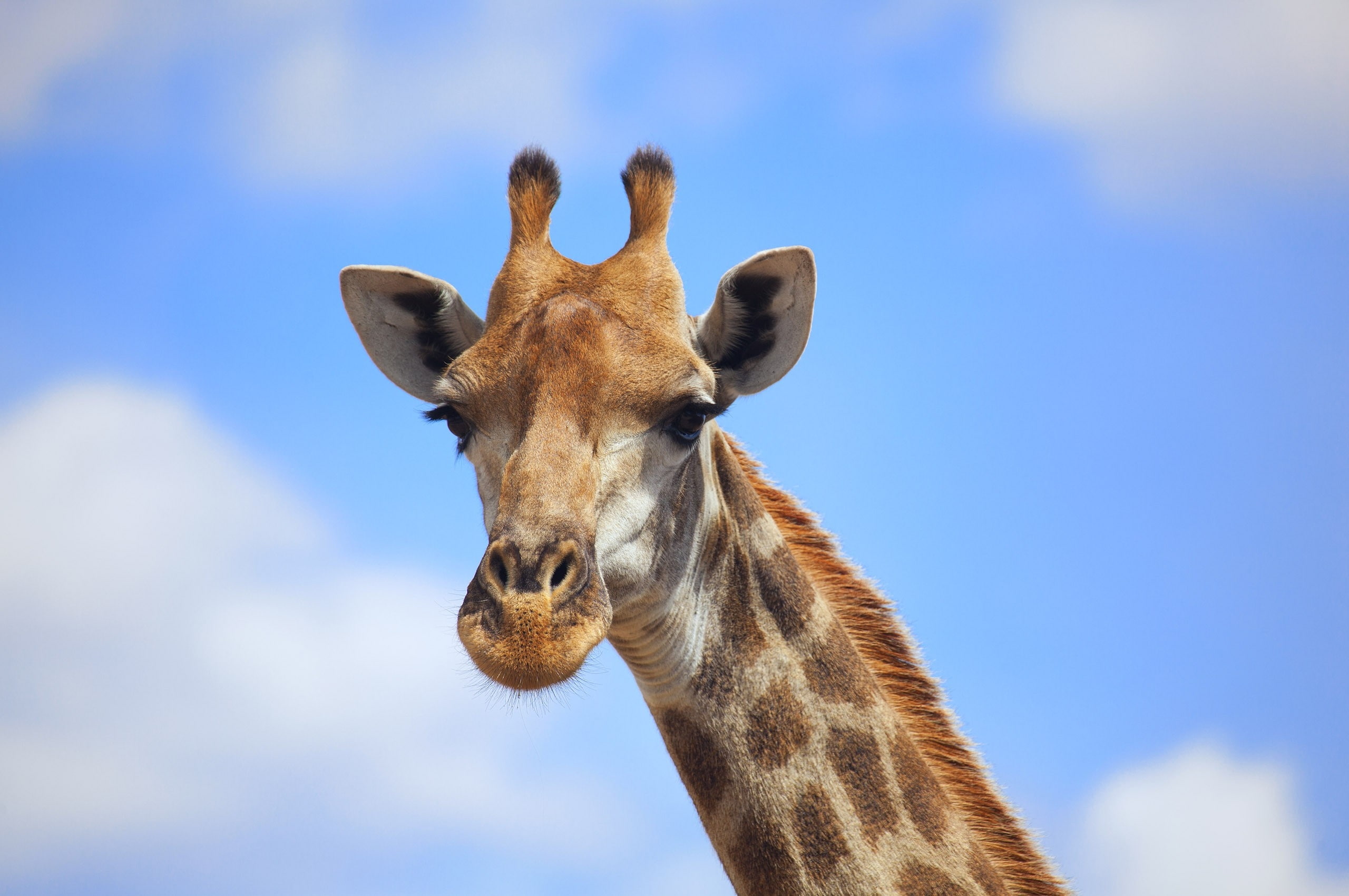chrome os, animals, games, hd, video, chrome, 2K, os, art, mario, safari, giraffes, moreno, mario moreno, HD Wallpaper