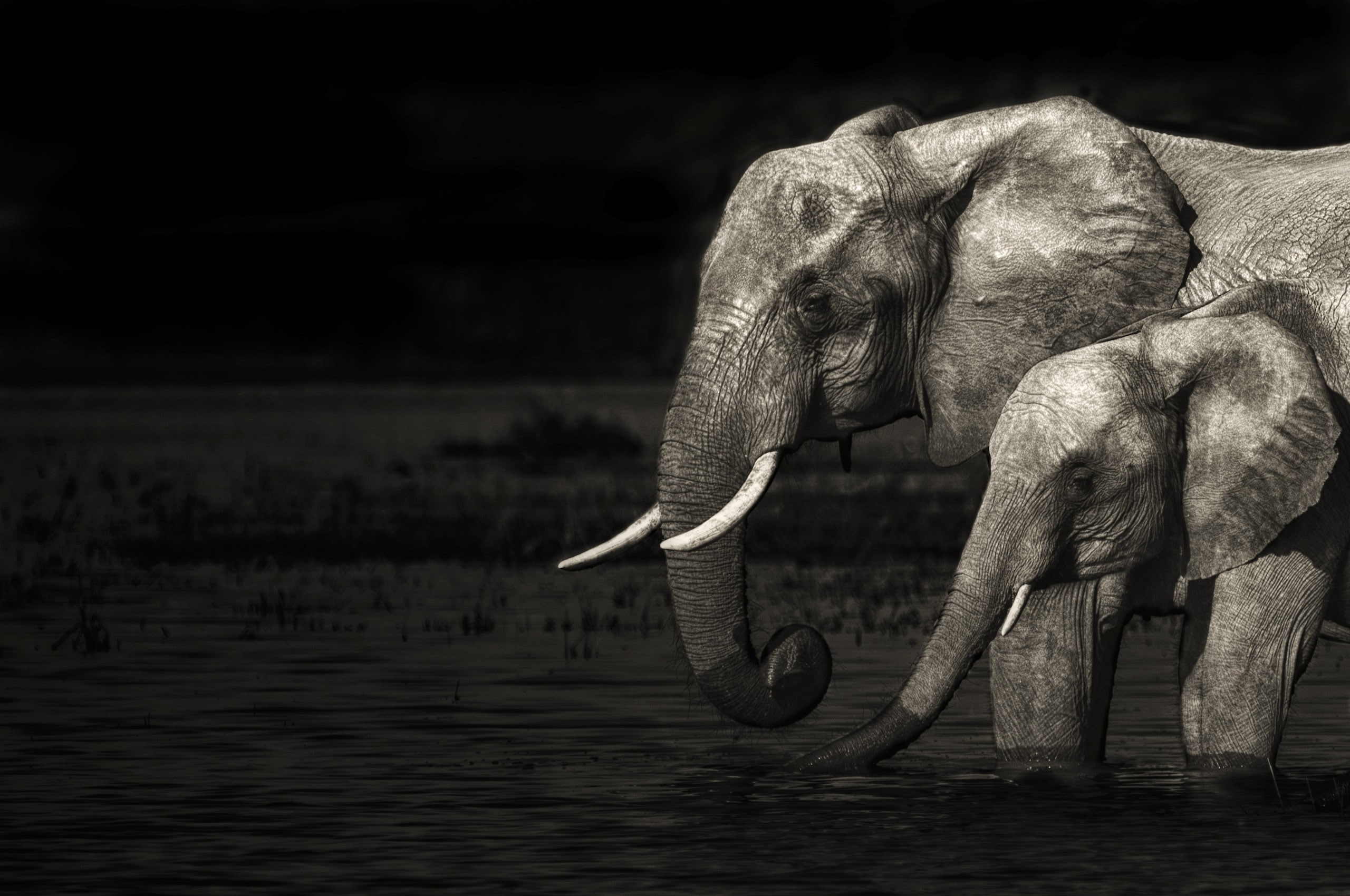 elephants, games, moreno, art, chrome, safari, 2K, hd, mario, os, video, HD Wallpaper