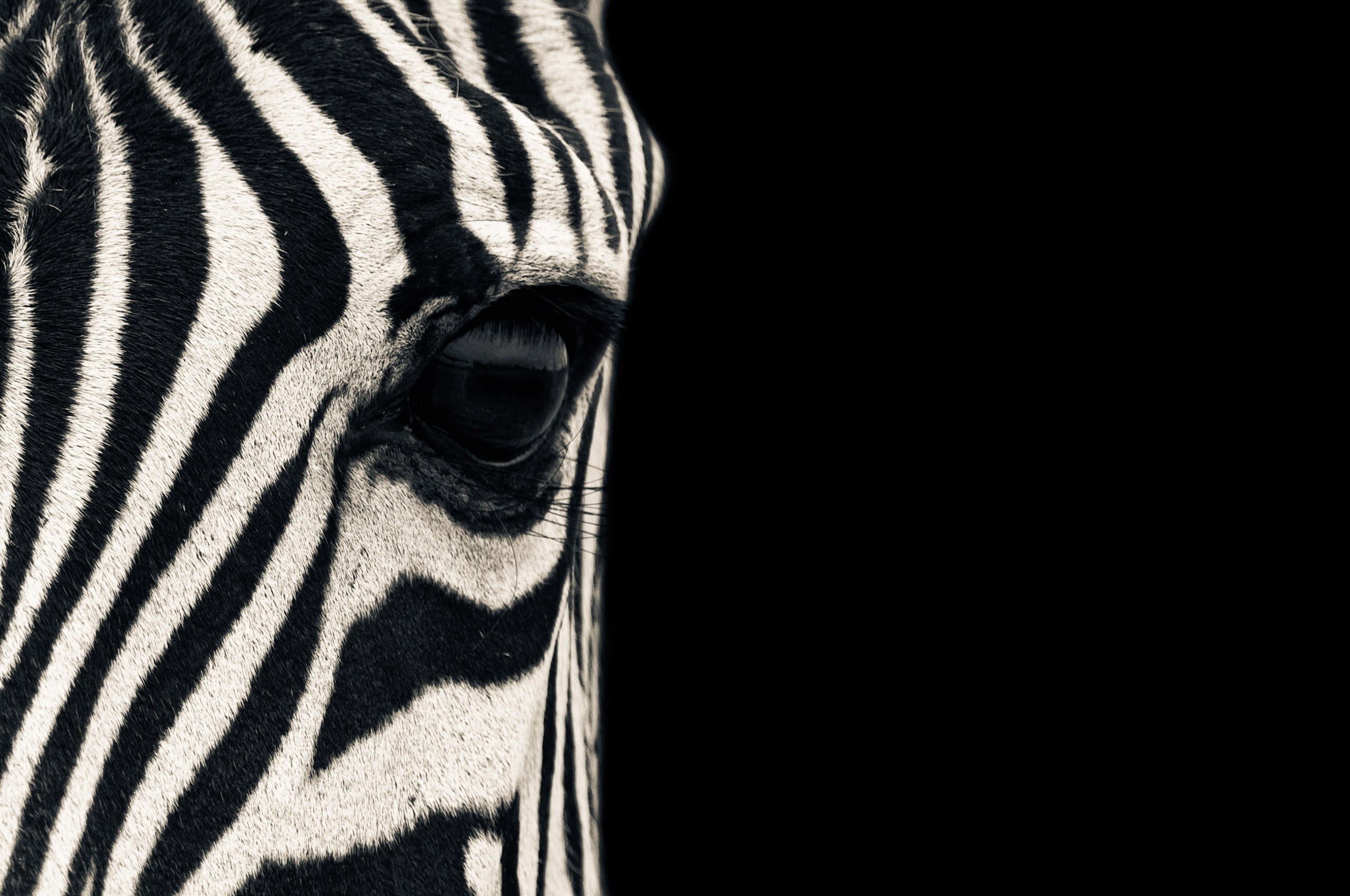 video, chrome, stripes, mario moreno, zebras, 2K, games, hd, moreno, os, chrome os, safari, mario, art, HD Wallpaper