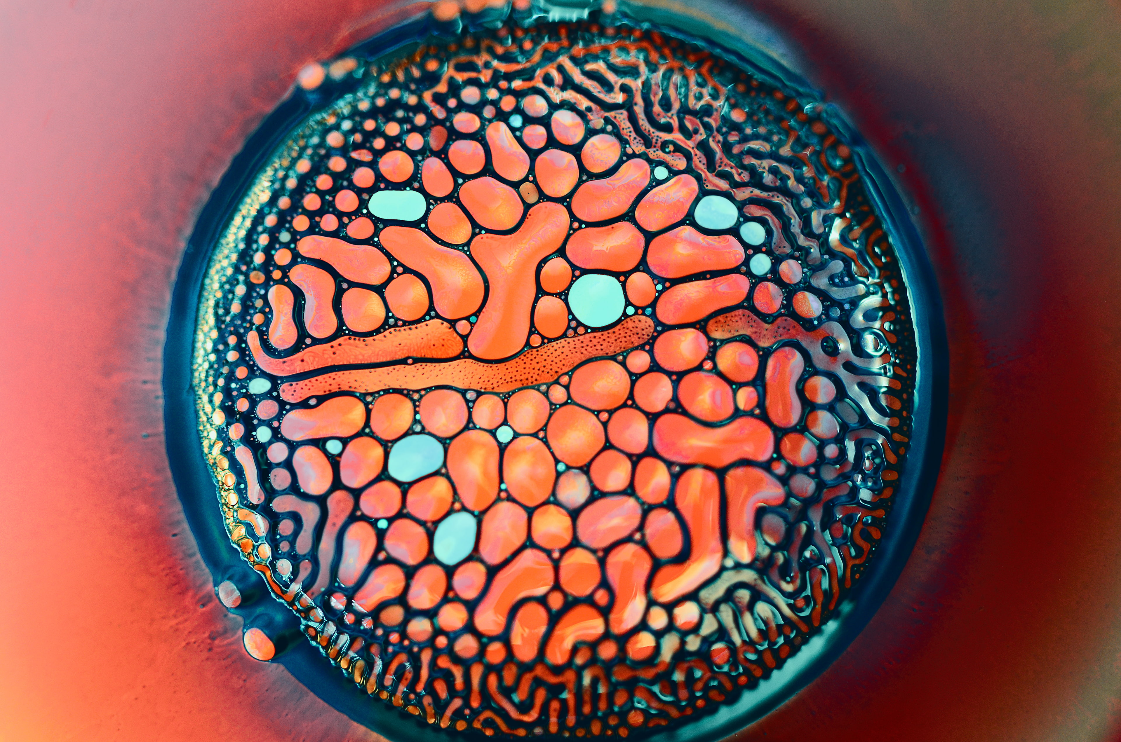magnification, science, directly above, healthy eating, wellbeing, design, Fluidic, close-up, 4K, no people, bowl, biology, food and drink, circle, 4K, HD Wallpaper