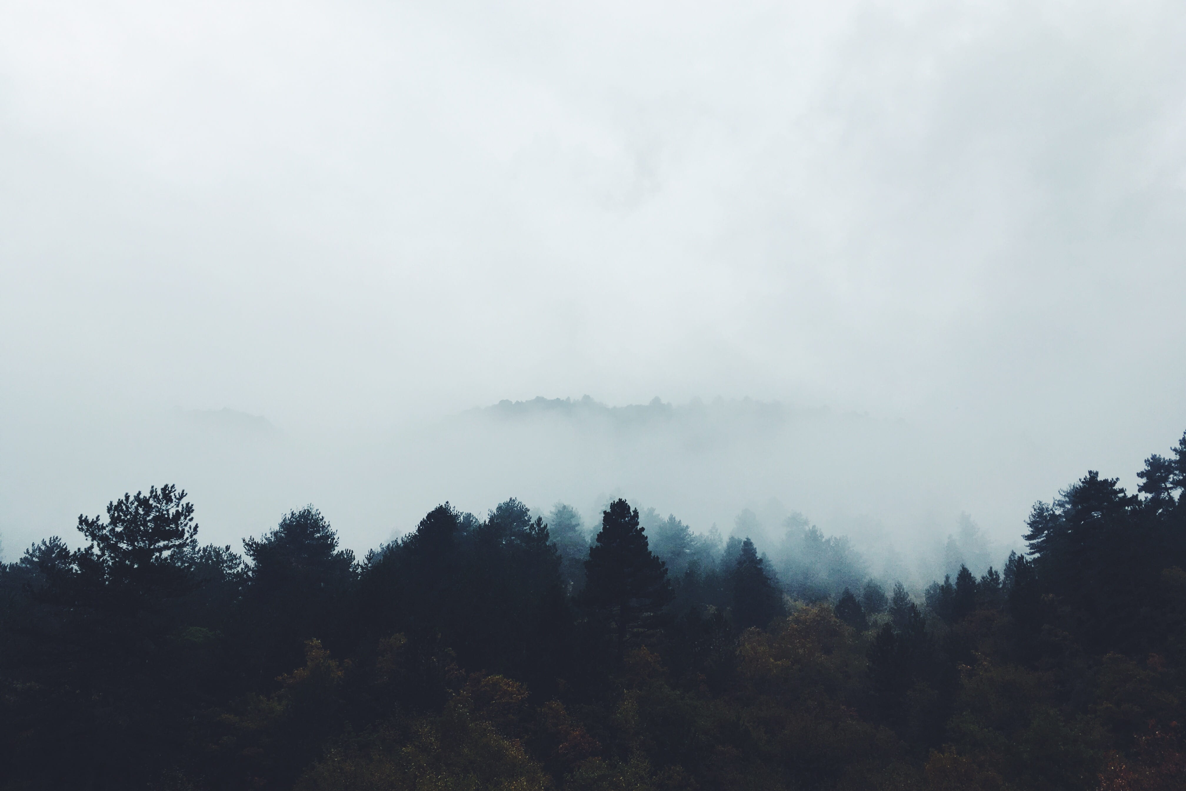 outdoors, plant, away, environment, cloud - sky, cloud, photo, tree, land, no people, trees, woodland, sky, pine woodland, coniferous tree, 4K, non-urban scene, HD Wallpaper