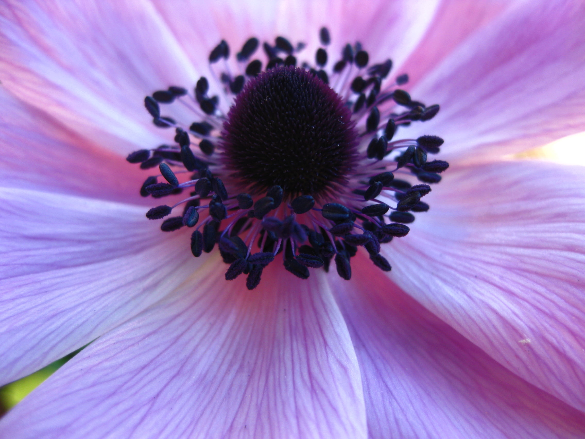 Anemone, flower Head, botany, single Flower, pistilli, shallow focus, pink, photography, milan, plants, plant, purple, shallow, beauty In Nature, focus, HD Wallpaper
