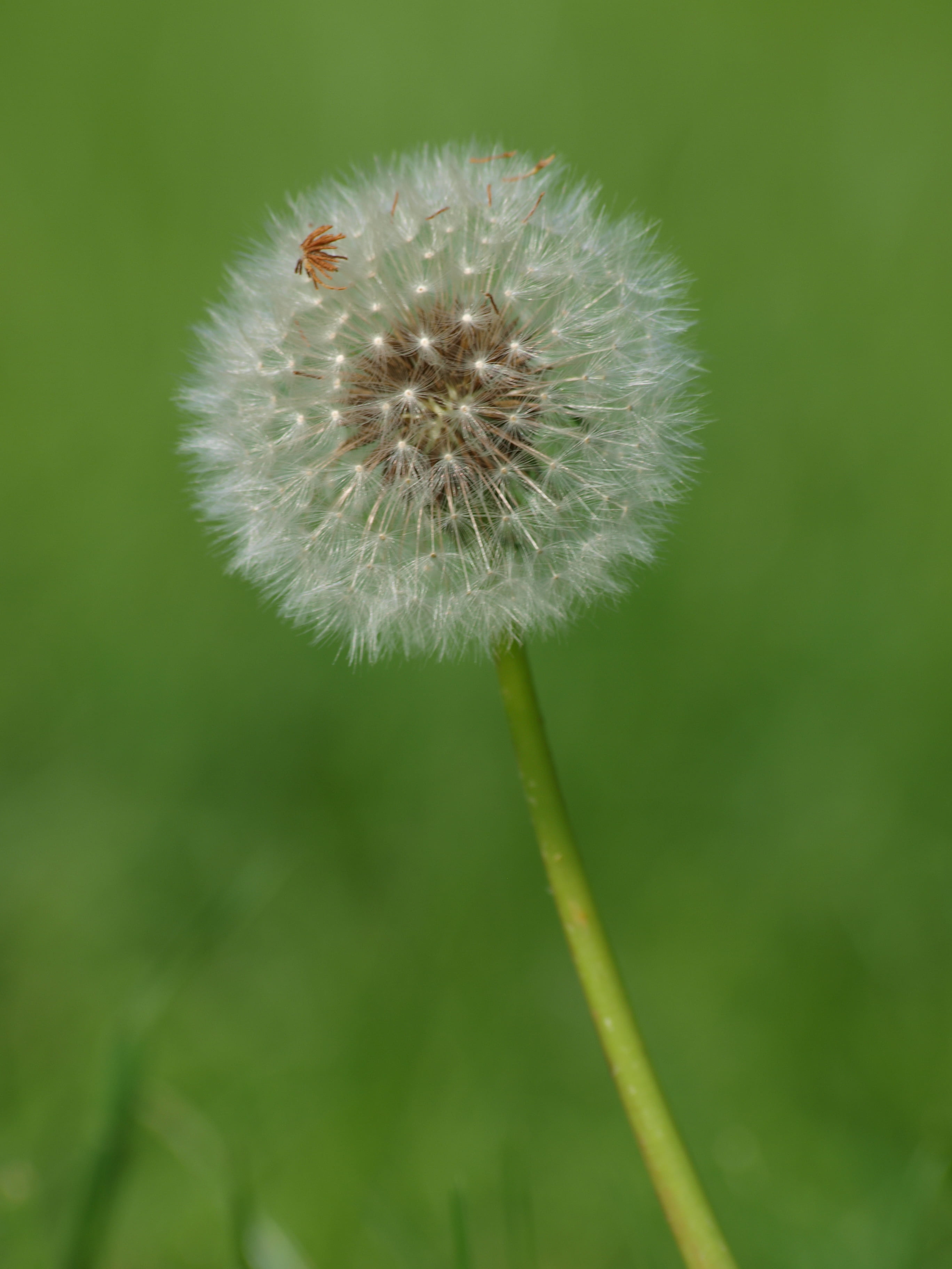 focus, white, photo, shallow focus, meadow, shallow, Dandelion, plant, 2K, seed, flower, grass, green Color, nature, close-up, summer, Phone HD Wallpaper
