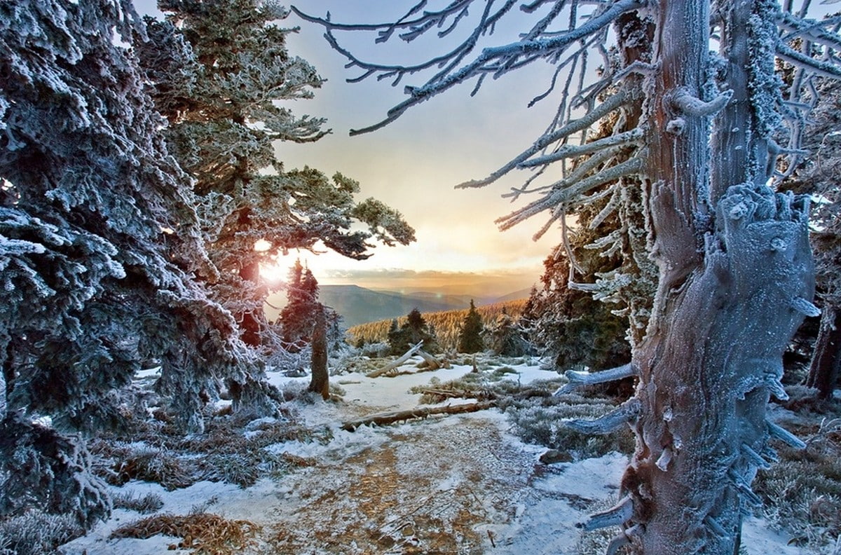 tranquility, trees, cold, sunset, plant, frozen, white, land, no people, landscape, winter, tree, Czech Republic, frost, sky, trunk, scenics - nature, tree trunk, HD Wallpaper