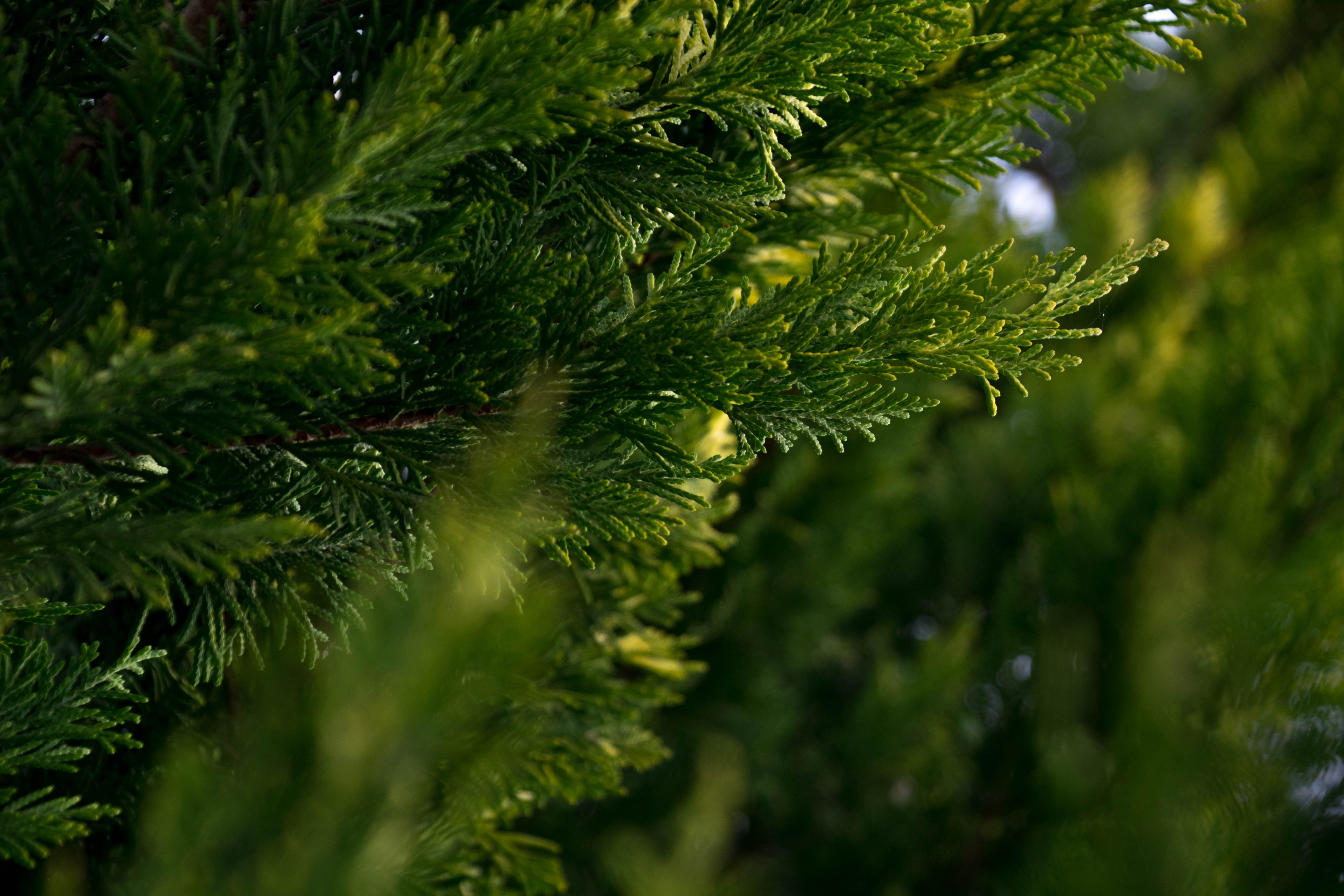 pine tree, plant, 5K, selective focus, tranquility, hd, leaves, tree, Green, outdoors, raider, beauty in nature, needle - plant part, wet, green color, HD Wallpaper