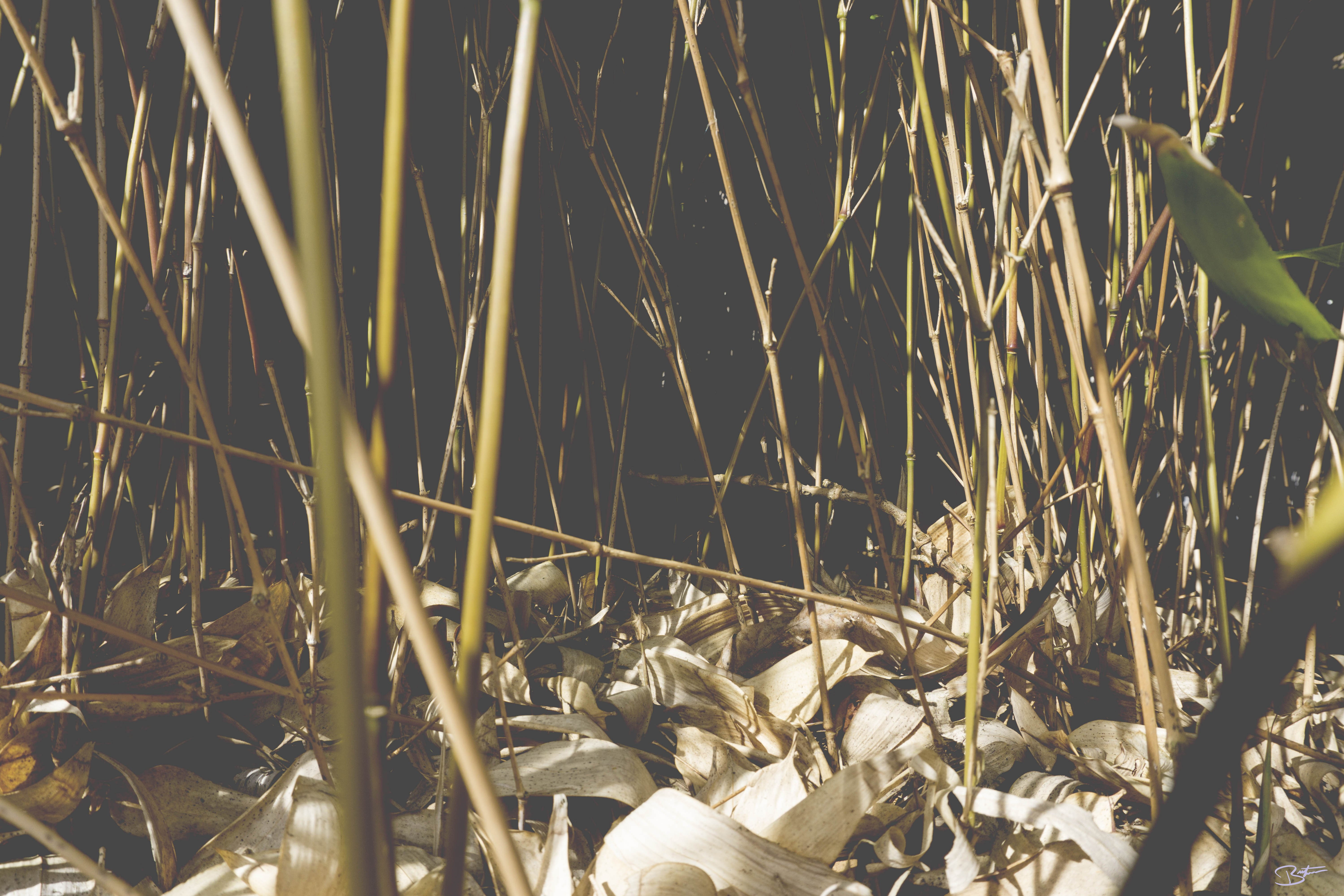 hd, grass, 5K, nature, plants, grey, Landscape, 6000x4000 px, px, art, x, HD Wallpaper