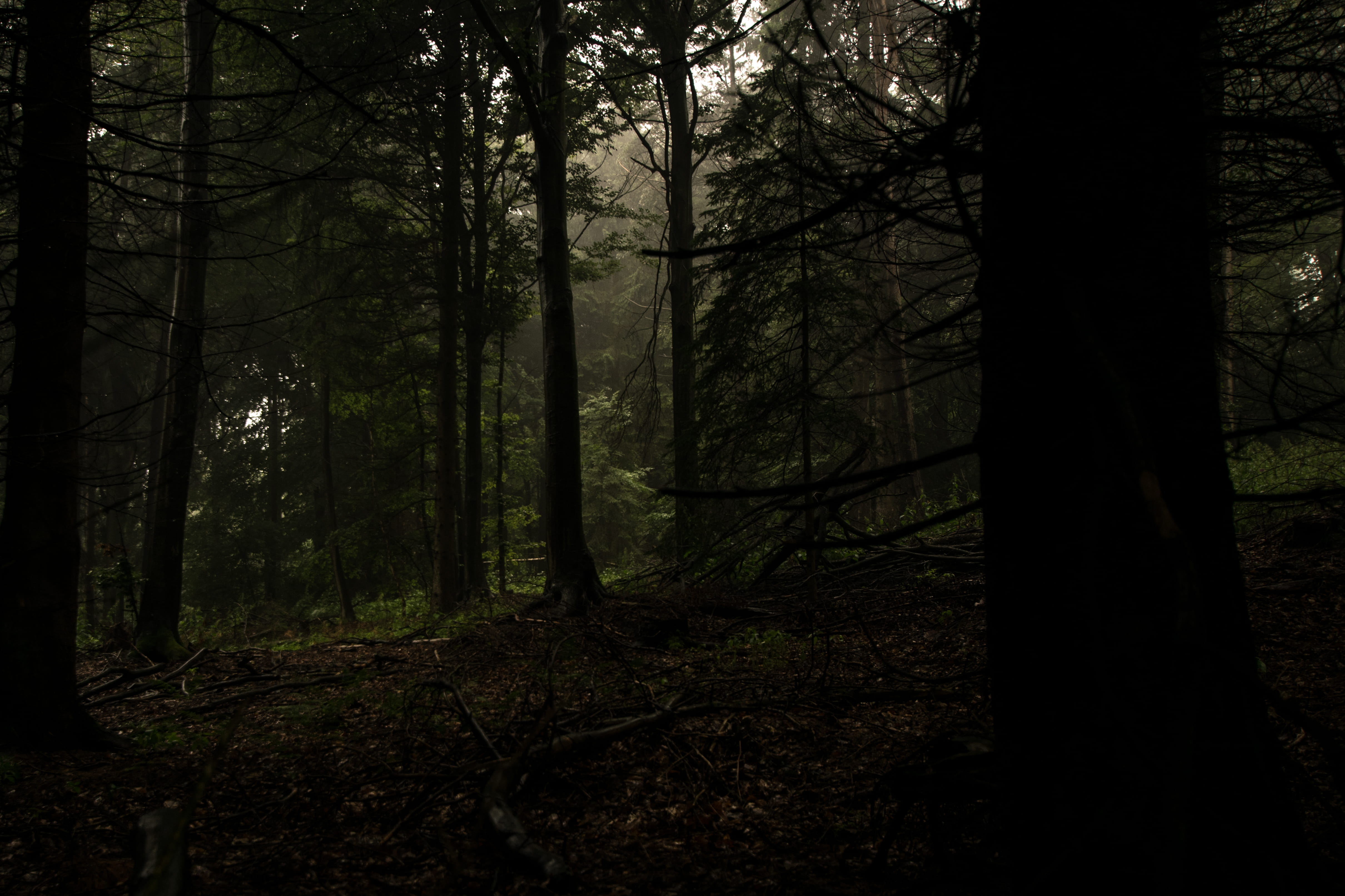 tranquil scene, growth, no people, jungle, flare, abies, silhouette, woodland, fir, landscape, conifer, nature, sunshine, environment, sunlight, tree trunk, HD Wallpaper