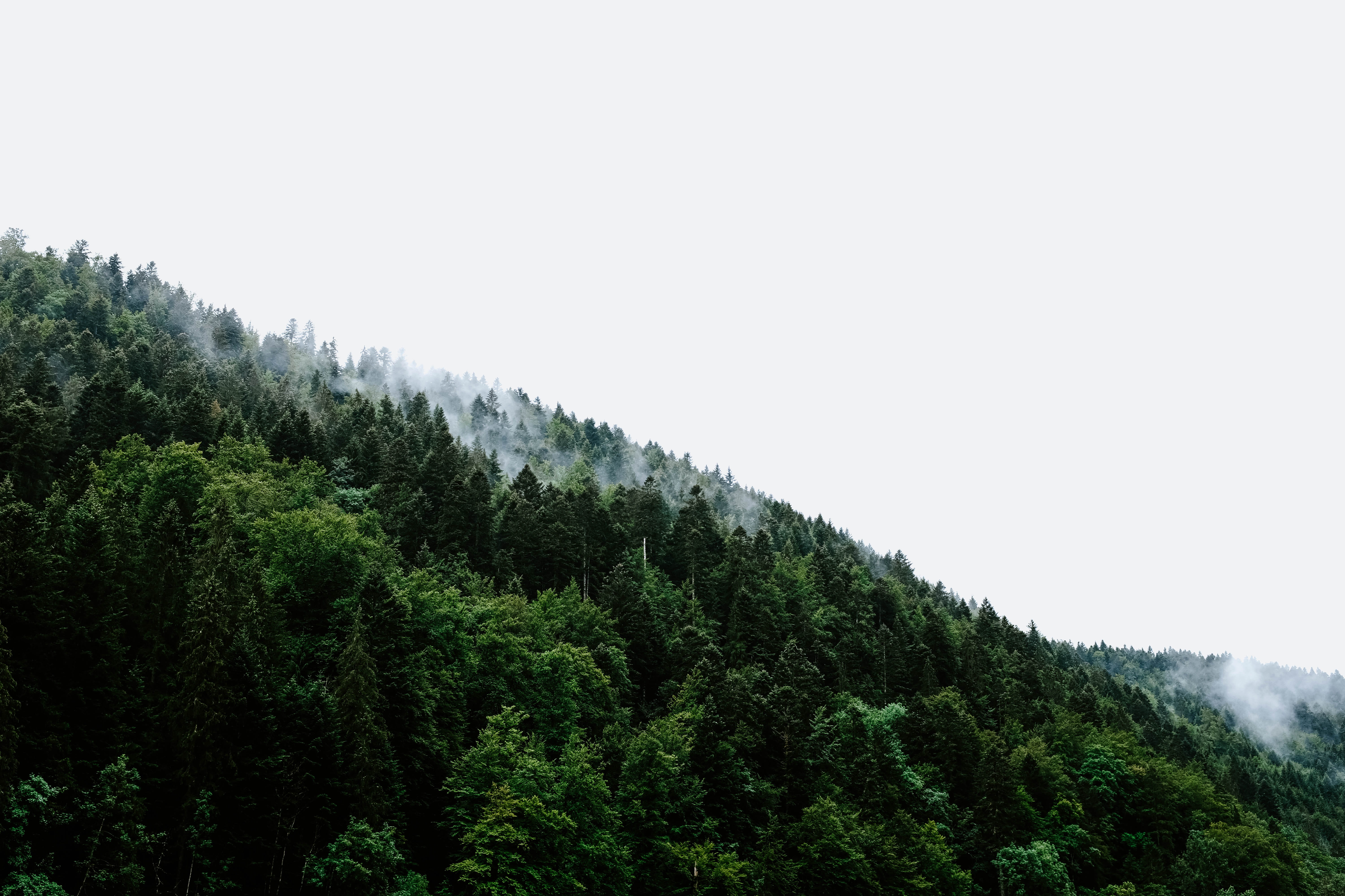 evergreen Tree, blue, low, summer, tranquil Scene, fir Tree, wilderness Area, arbre, 5K, trees, beauty In Nature, forest, scenics, mist, valley, backgrounds, HD Wallpaper
