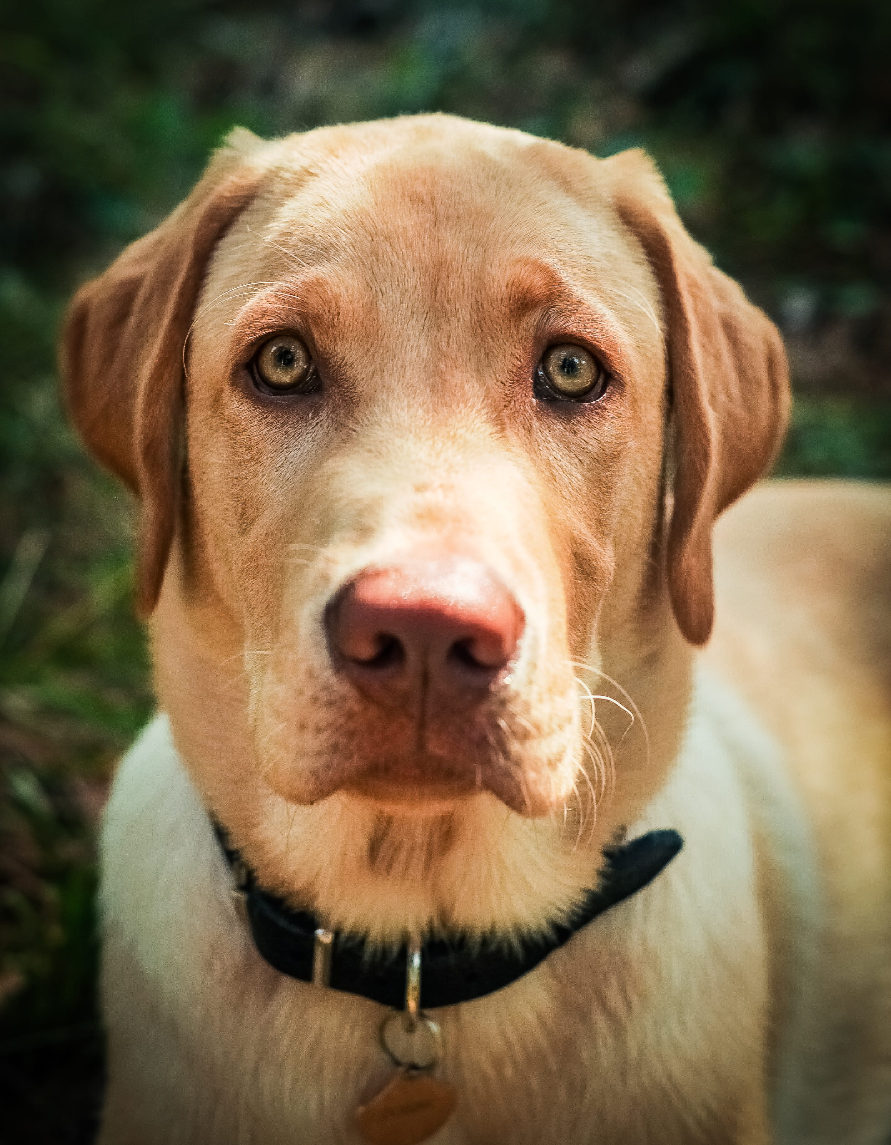 one animal, labrador, 2K, animal eye, foret, dog, green, animal nose, animal mouth, snout, domestic, focus on foreground, no people, mammal, vertebrate, Phone HD Wallpaper
