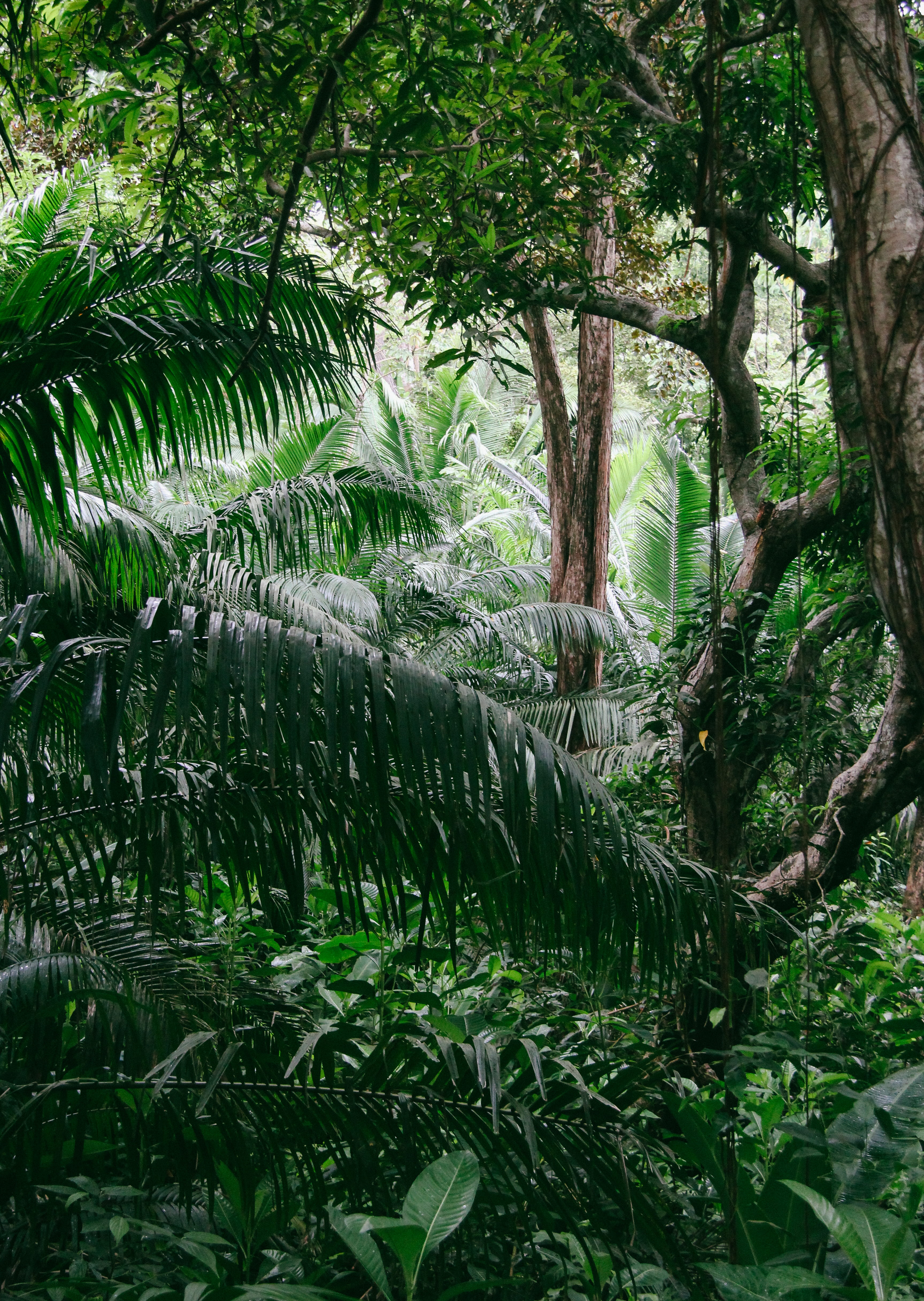 lush foliage, america, forest, tree, flowing water, enjoyvisual, green color, ilsagrande, isla grande, day, land, flowing, leaf, explorefriends, france, Phone HD Wallpaper