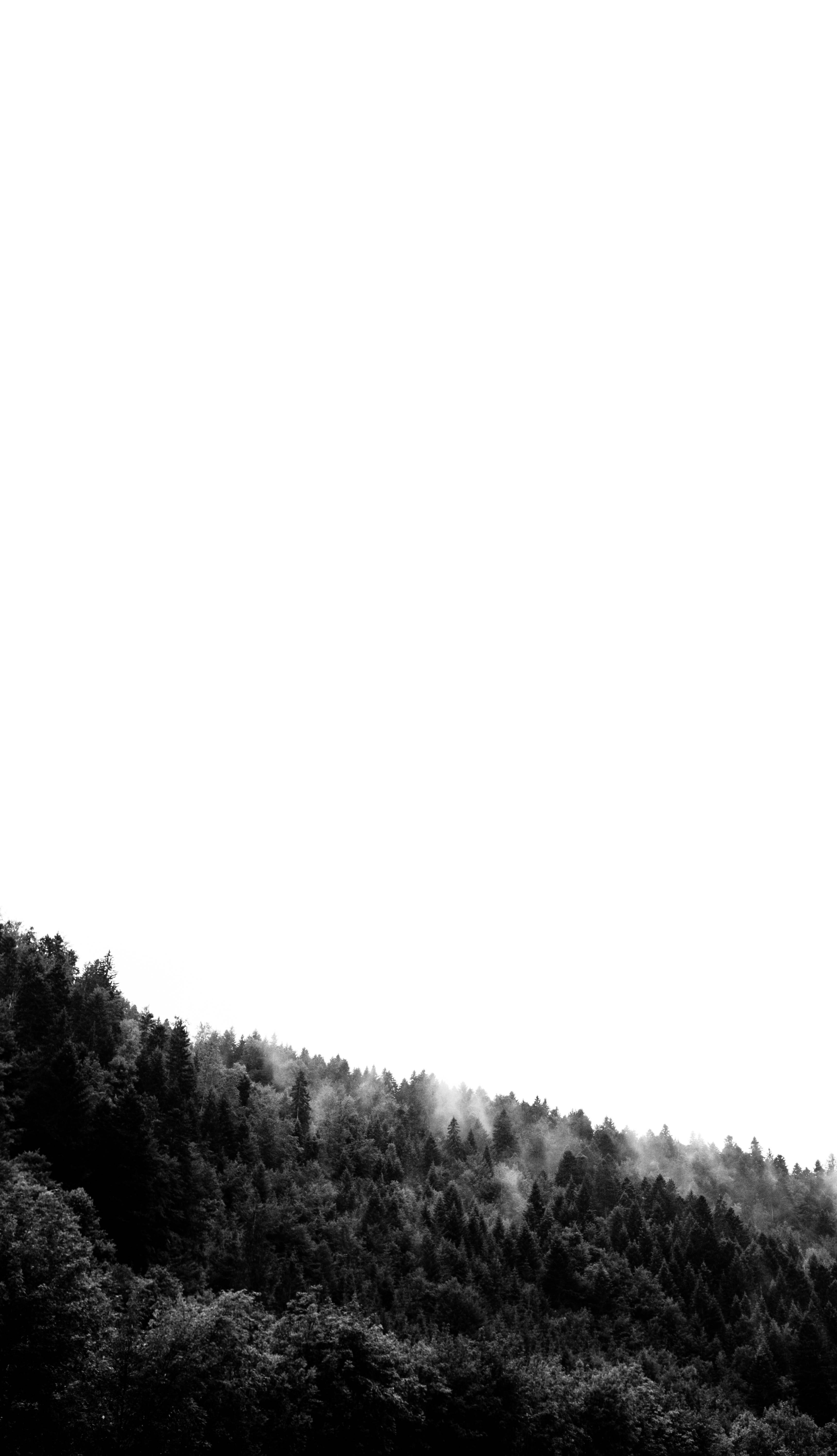 5K, sky, landscape, rural Scene, foggy, mist, pine, outdoors, misty, grayscale, noir, lanndscape, hill, black and white, forest, tree, season, monochrome, Phone HD Wallpaper