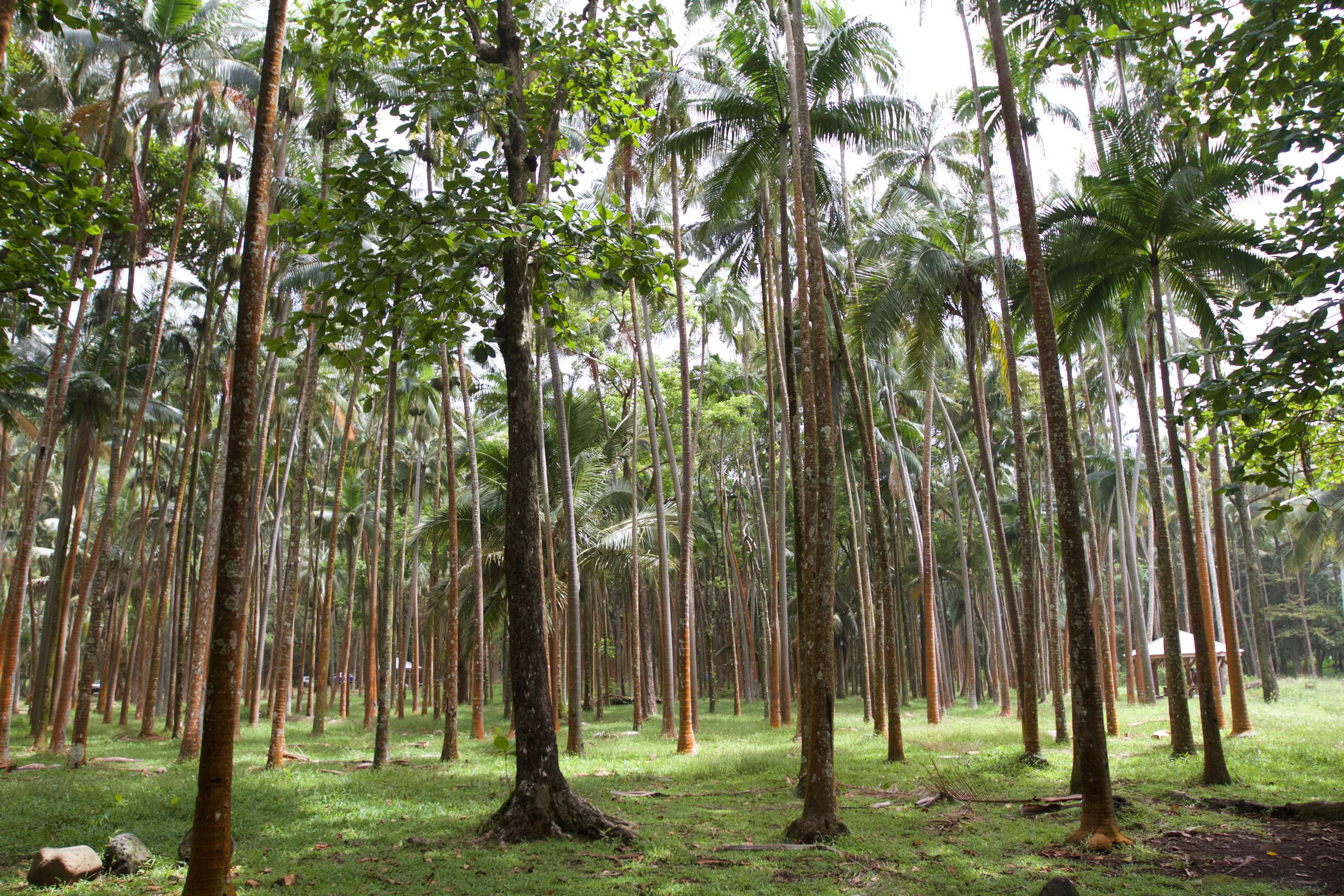 4K, tree, land, runion, tree trunk, non-urban scene, no people, tranquility, forest, woodland, anse des cascades, plant, green color, day, growth, bamboo, HD Wallpaper