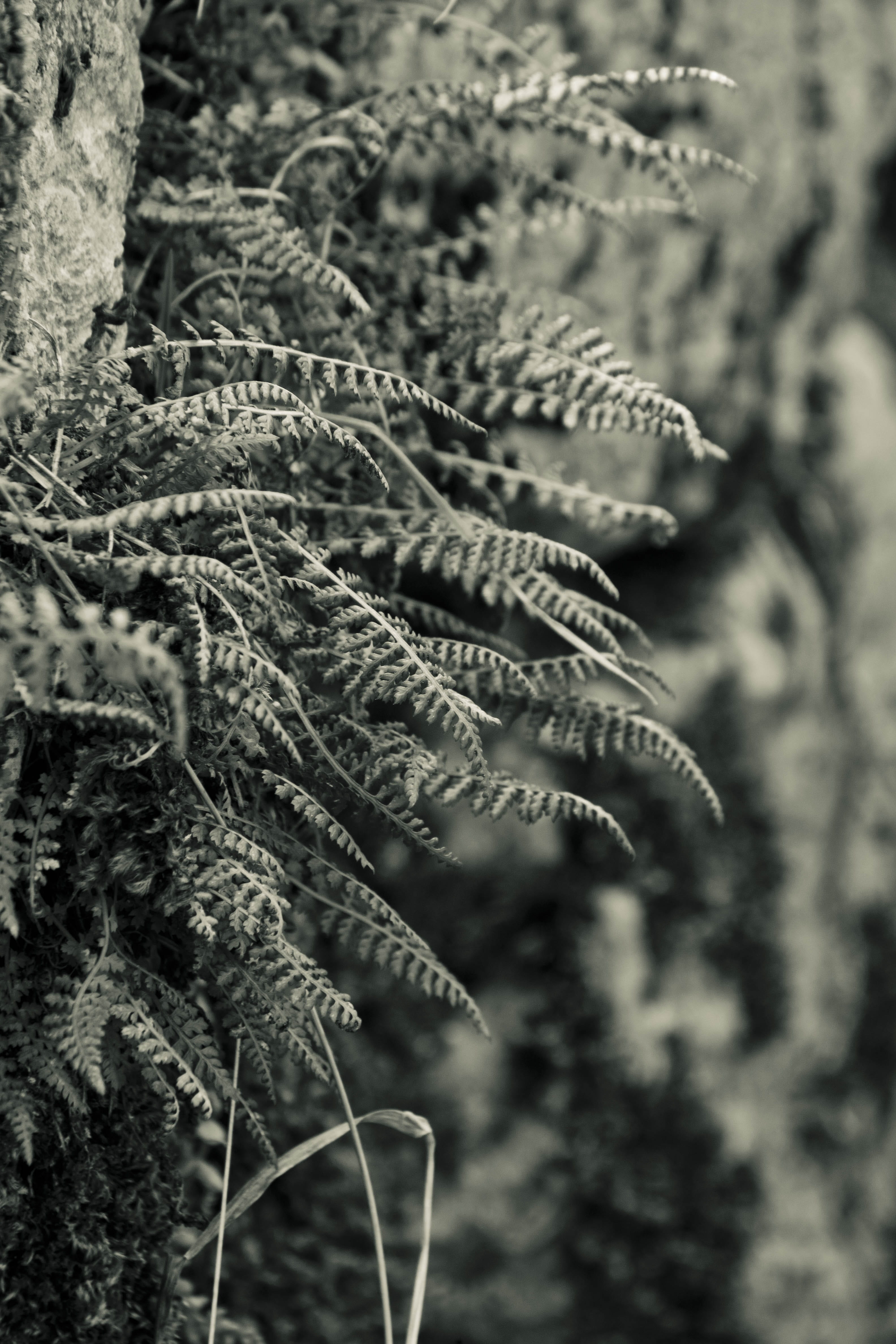 pattern, fern, natural, wall, no people, texture, wood, close-up, survival, forest, nature, tree, outdoors, fir tree, vulnerability, 4K, coniferous tree, Phone HD Wallpaper