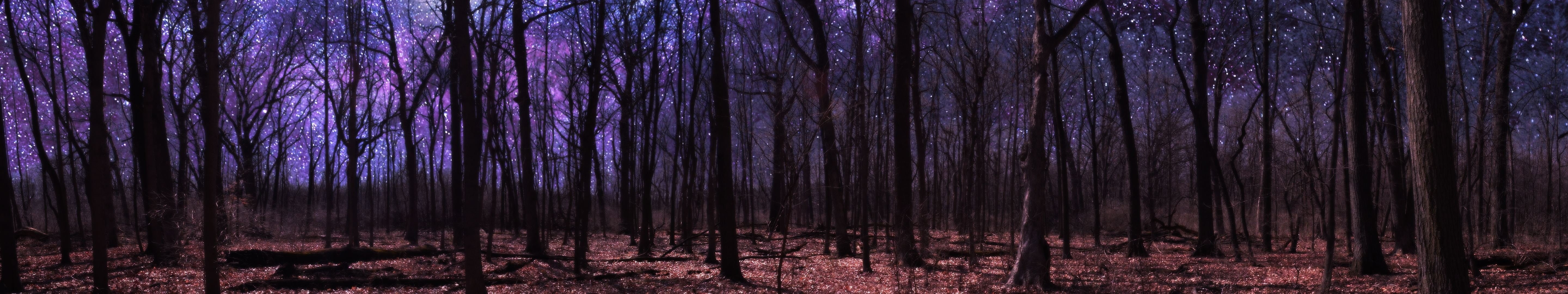 forest, foret, 5K, HD Wallpaper