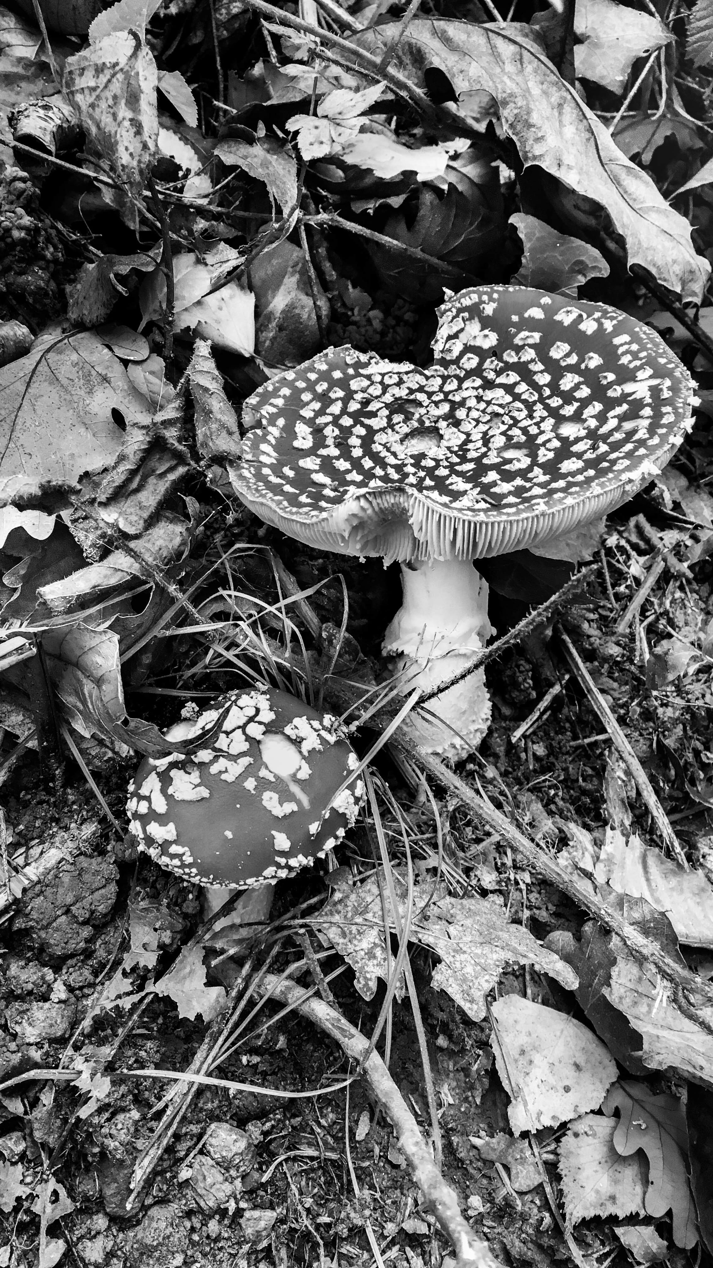 mushroom, amanites, plant, champignon, plant part, high angle view, bandw, land, foret, toadstool, beauty in nature, forest, dry, noir et blanc, close-up, Phone HD Wallpaper
