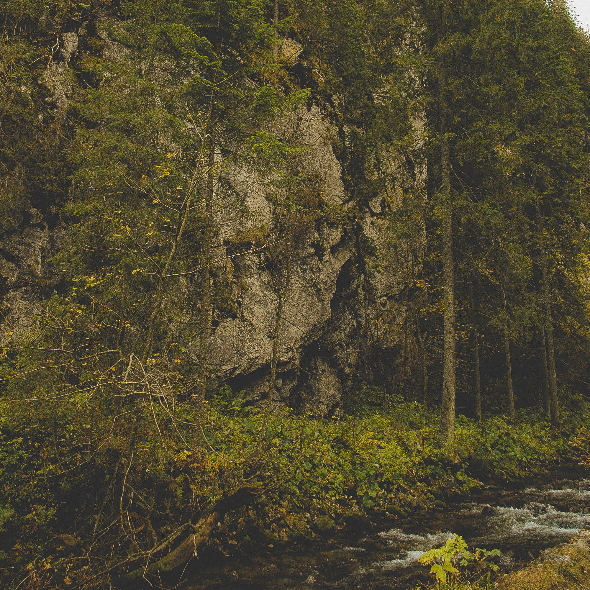 tatry, no people, scenics - nature, solid, growth, tranquil scene, forets, water, beauty in nature, poland, valley, land, autumn, dolina koscieliska, small riverl, Phone HD Wallpaper