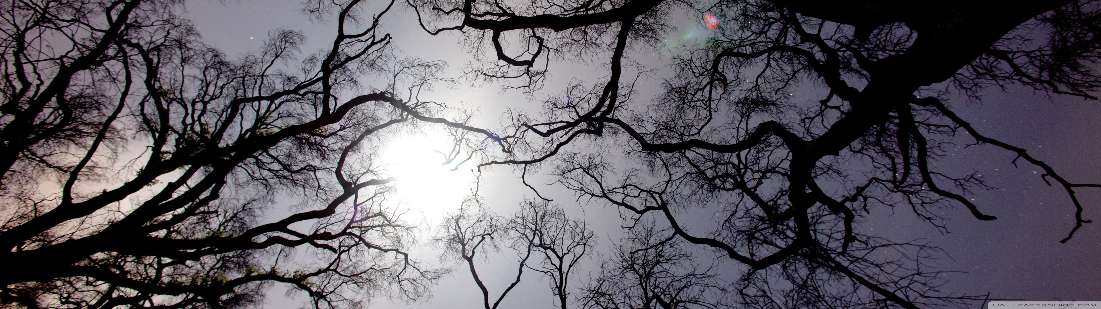 tree, monitor, dual, multi, screen, arbre, multiple, 4K, nature, HD Wallpaper
