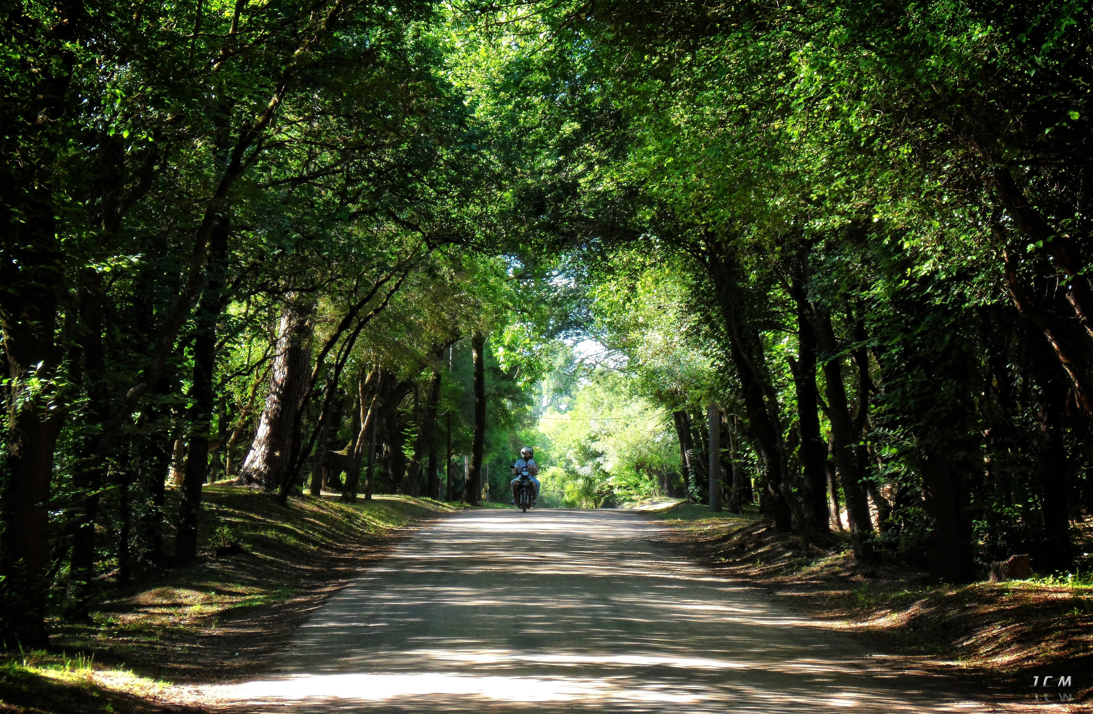 scenics - nature, tree, beauty in nature, day, plant, the way forward, green color, tree canopy, photographer uruguay path arbres forest, land, bamboo - plant, HD Wallpaper