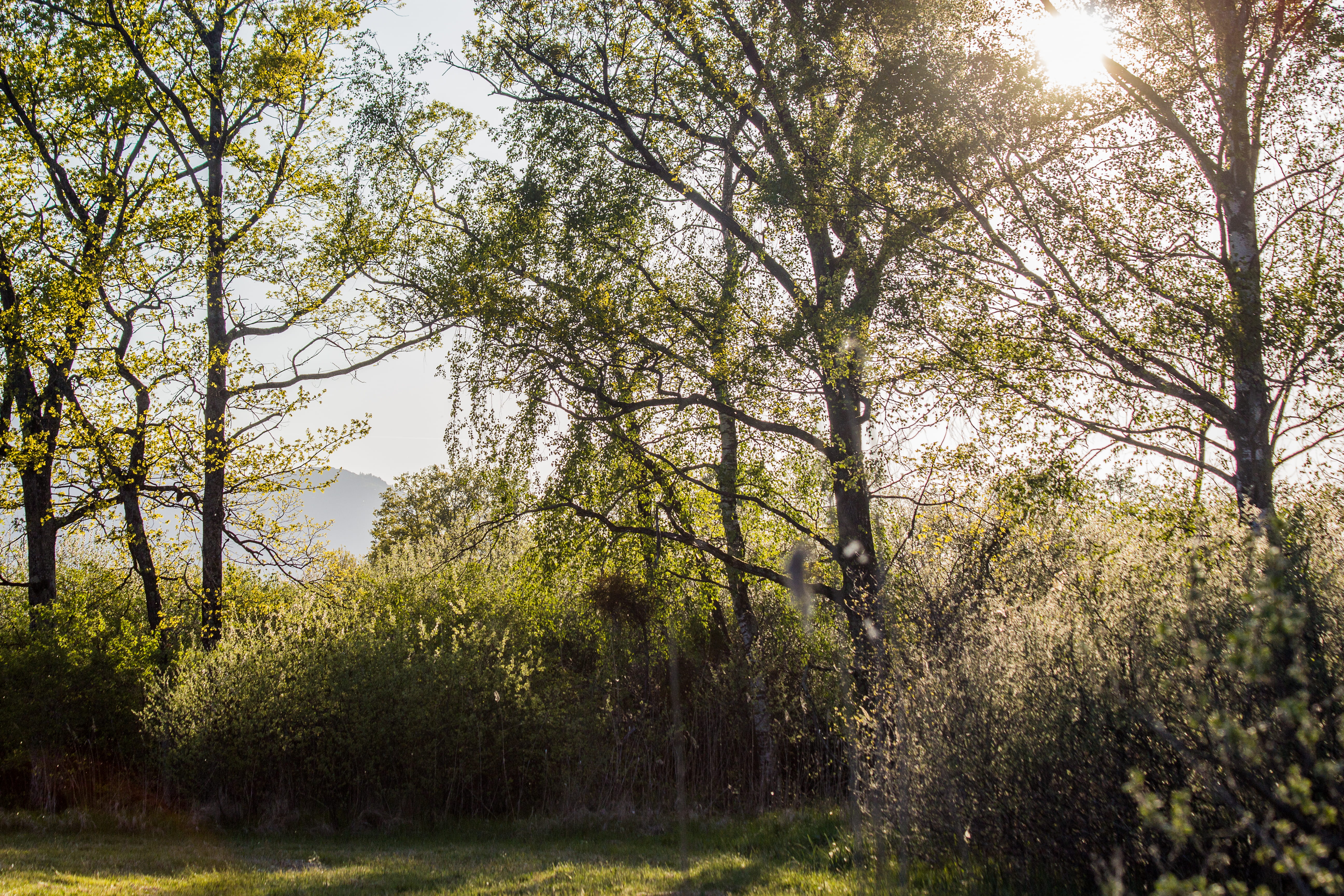 day, sky, clearing, leaves, plant, tranquility, sun, tree, grangettes, non-urban scene, glade, springtime, leaf, tranquil scene, forest, outdoors, nature, HD Wallpaper