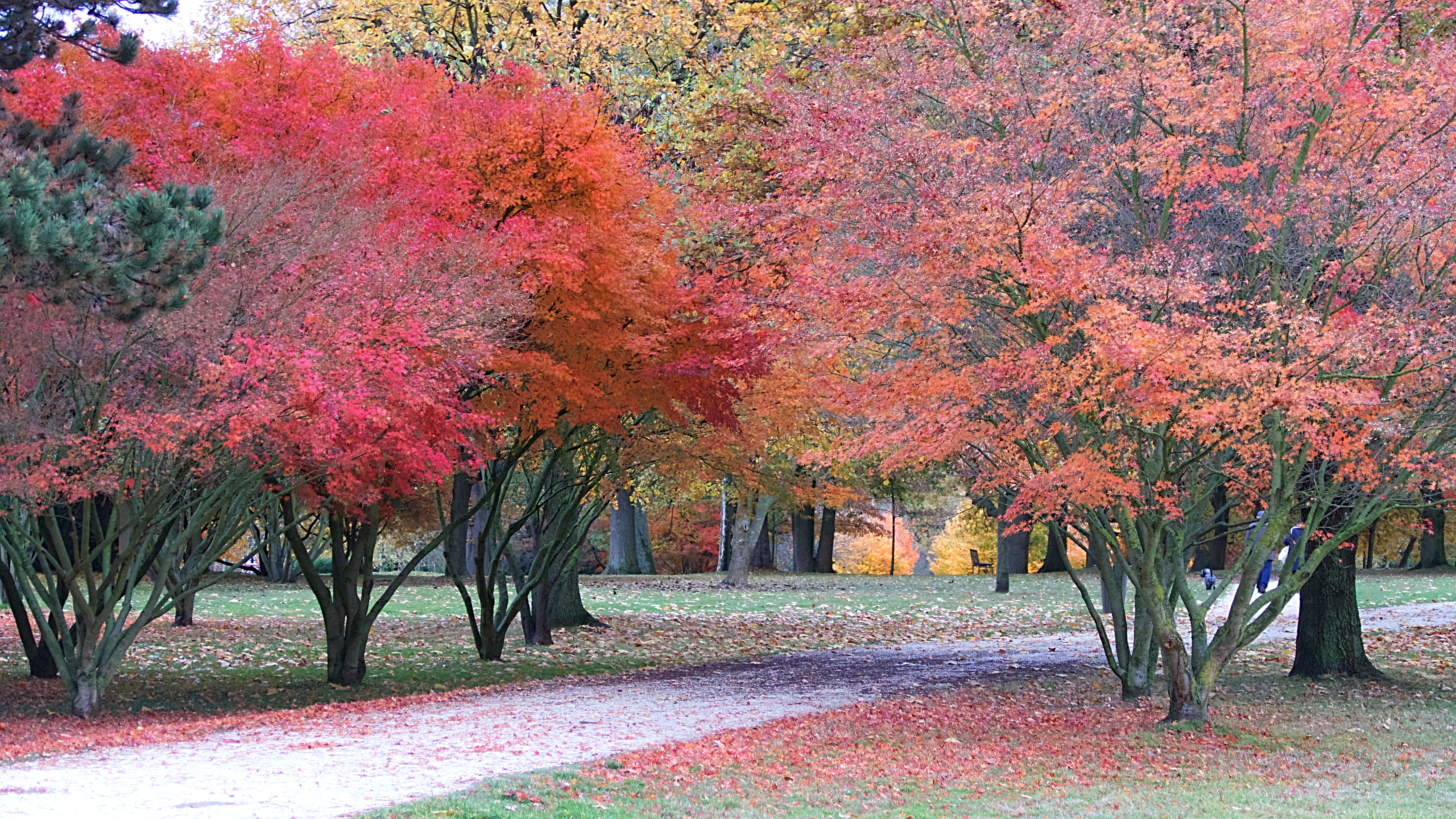 arbre, plant part, saint-thibault-des-vignes, tree, tranquility, outdoors, beauty in nature, road, 10 allée du pressoir, autumn, pink color, plant, day, HD Wallpaper