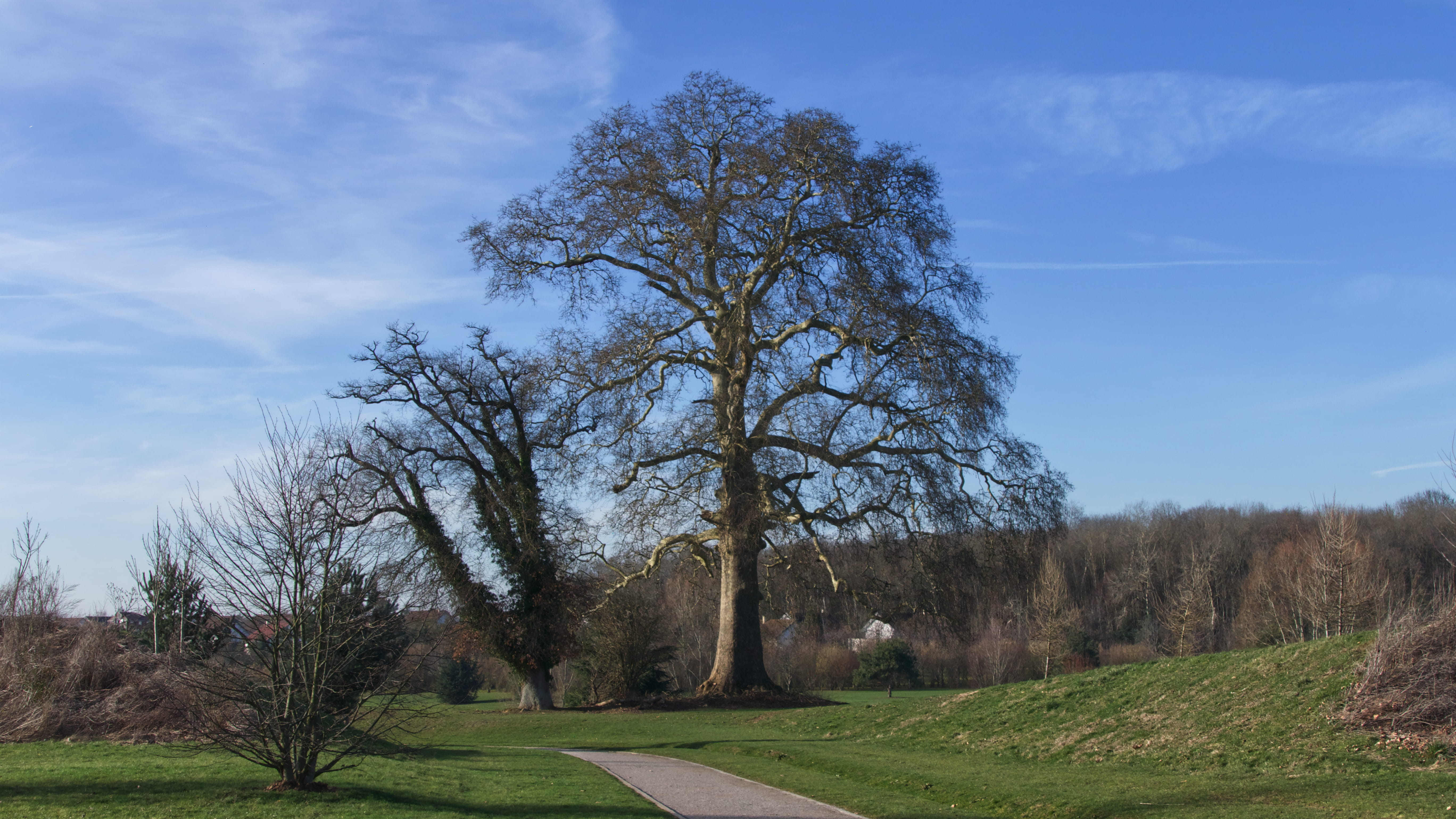 tranquility, france, steeple, non-urban scene, grass, no people, bare tree, environment, tower, arbre, 5K, tree trunk, plant, field, golf course, chessy, HD Wallpaper