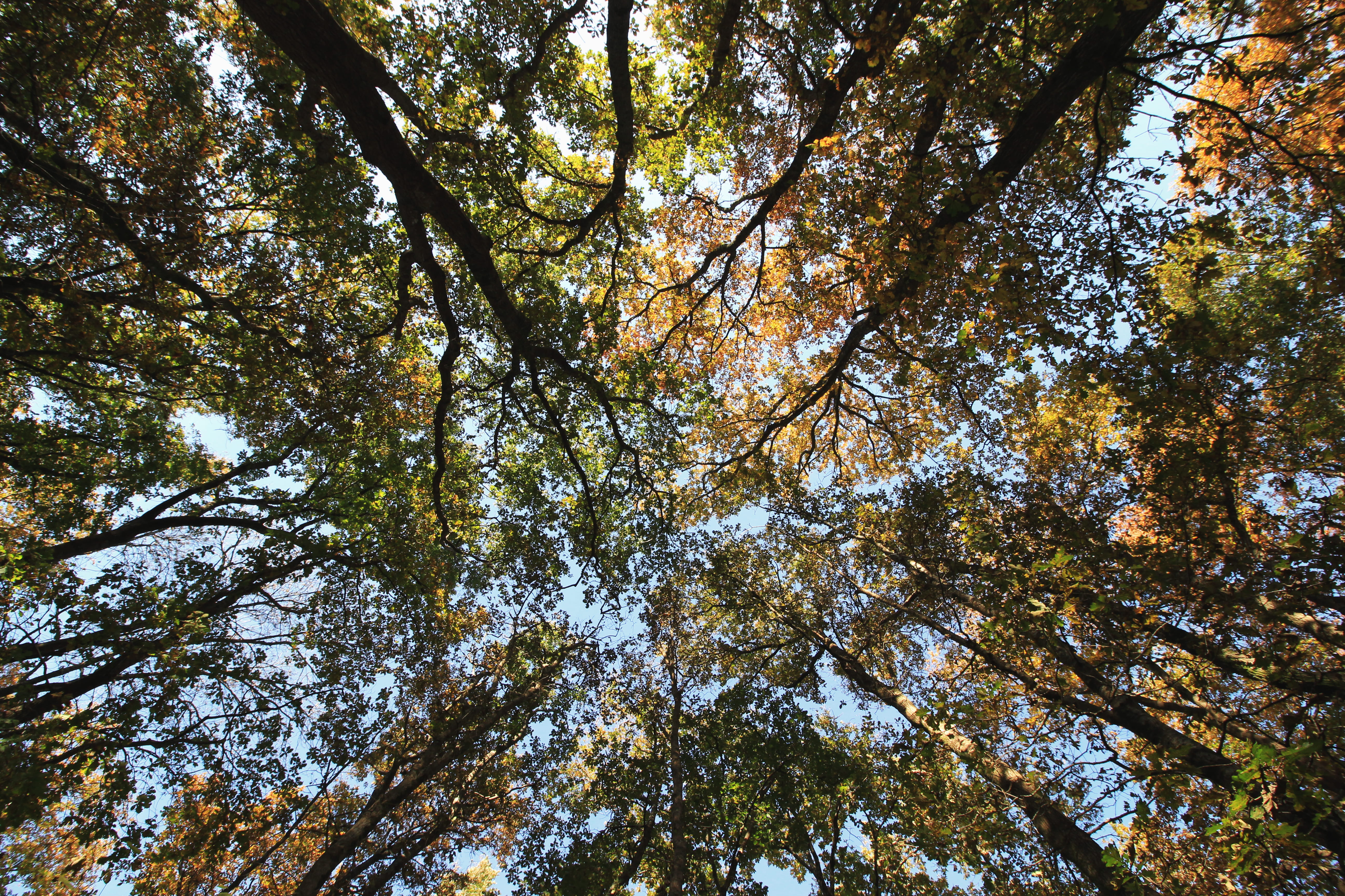 tree tunk, tree canopy, nature, daytime, photography, forest, land, backgrounds, tranquility, plant, directly below, focus, view, beauty in nature, branch, HD Wallpaper