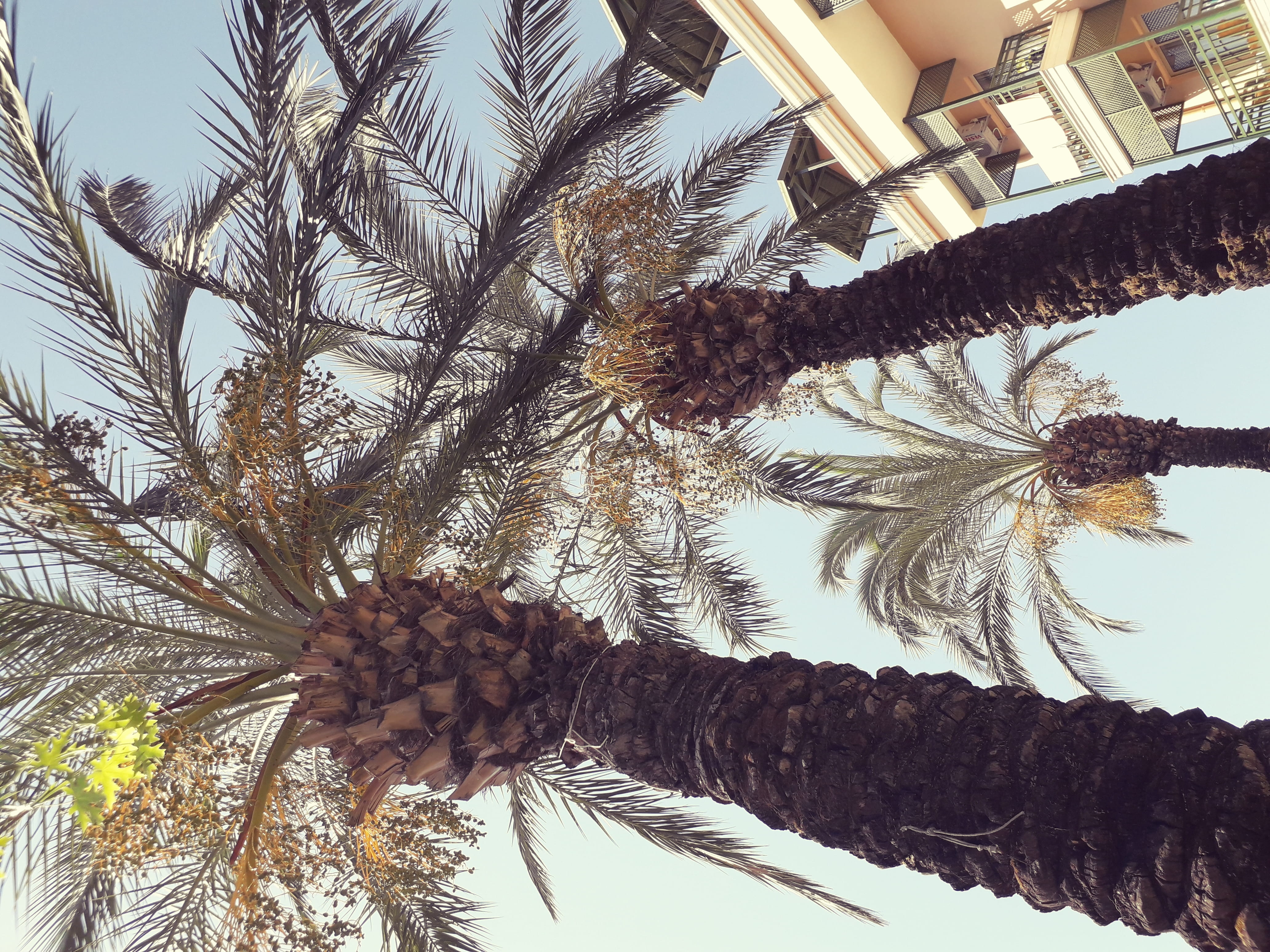 hanging, growth, soleil, chaleur, date palm tree, tall - high, sky, 4K, day, vacances, vacation, outdoors, sun, arbre, tranquility, tropique, tropical climate, HD Wallpaper