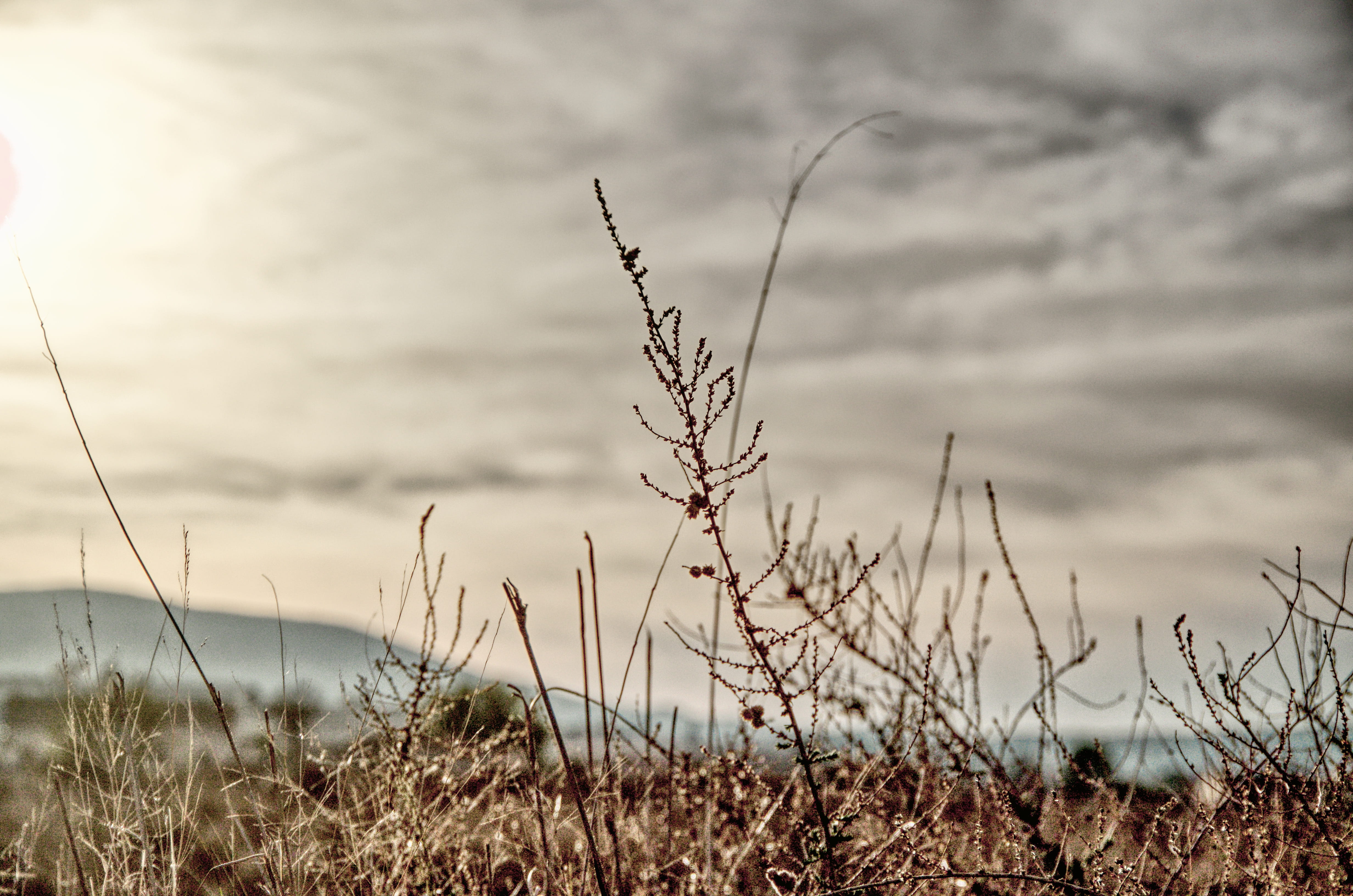 close-up, grass, 4K, growth, stalk, tranquility, day, nature, dry, plant, cloud - sky, sky, timothy grass, land, sax, selective focus, beauty in nature, HD Wallpaper