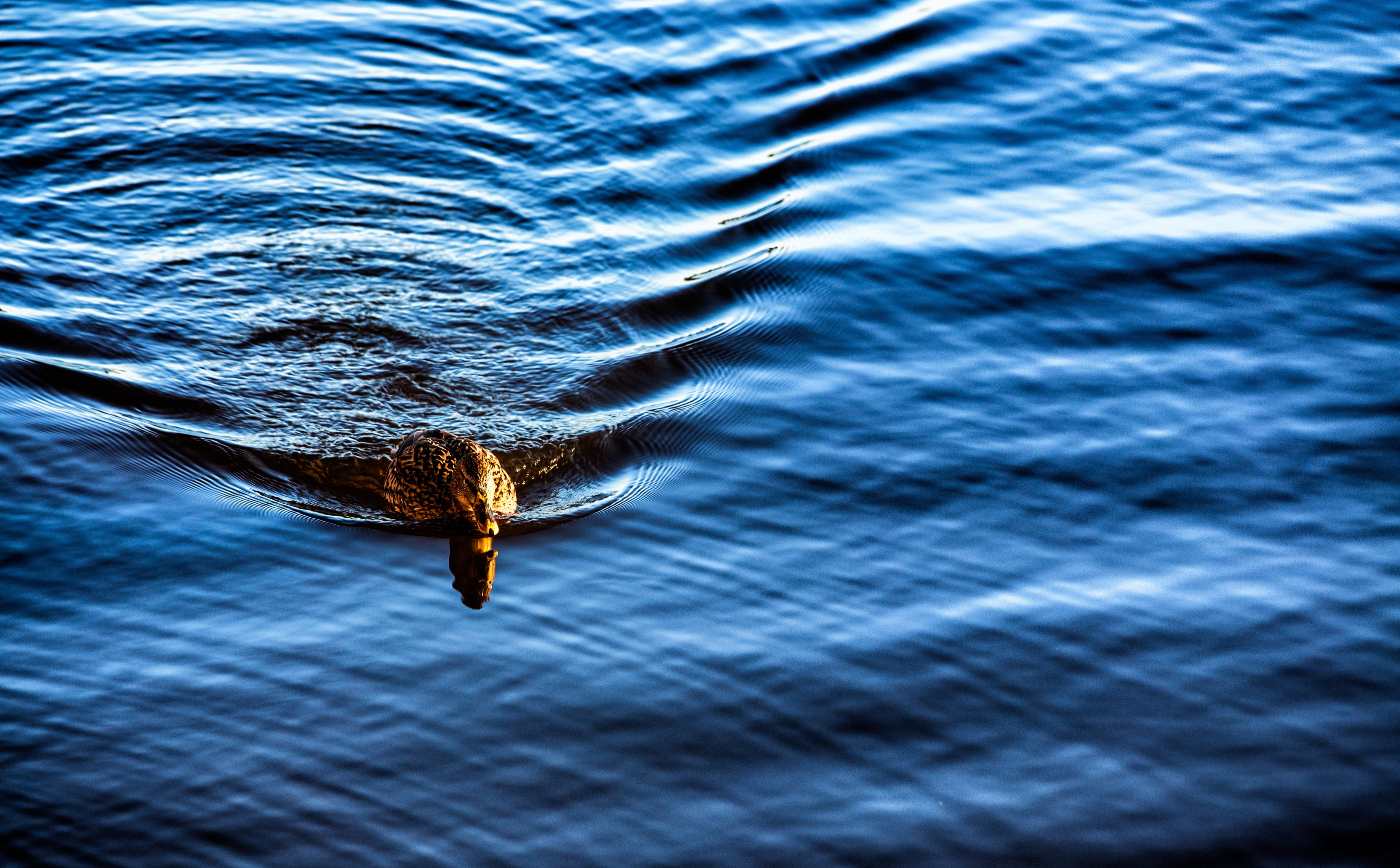 Birds, sea, snake, skarholmen, Winter, mallard, day, Sweden, animal, animal wildlife, uppsalalan, no people, Bird, wild, sverige, blue, vinter, brown, animals in the wild, HD Wallpaper