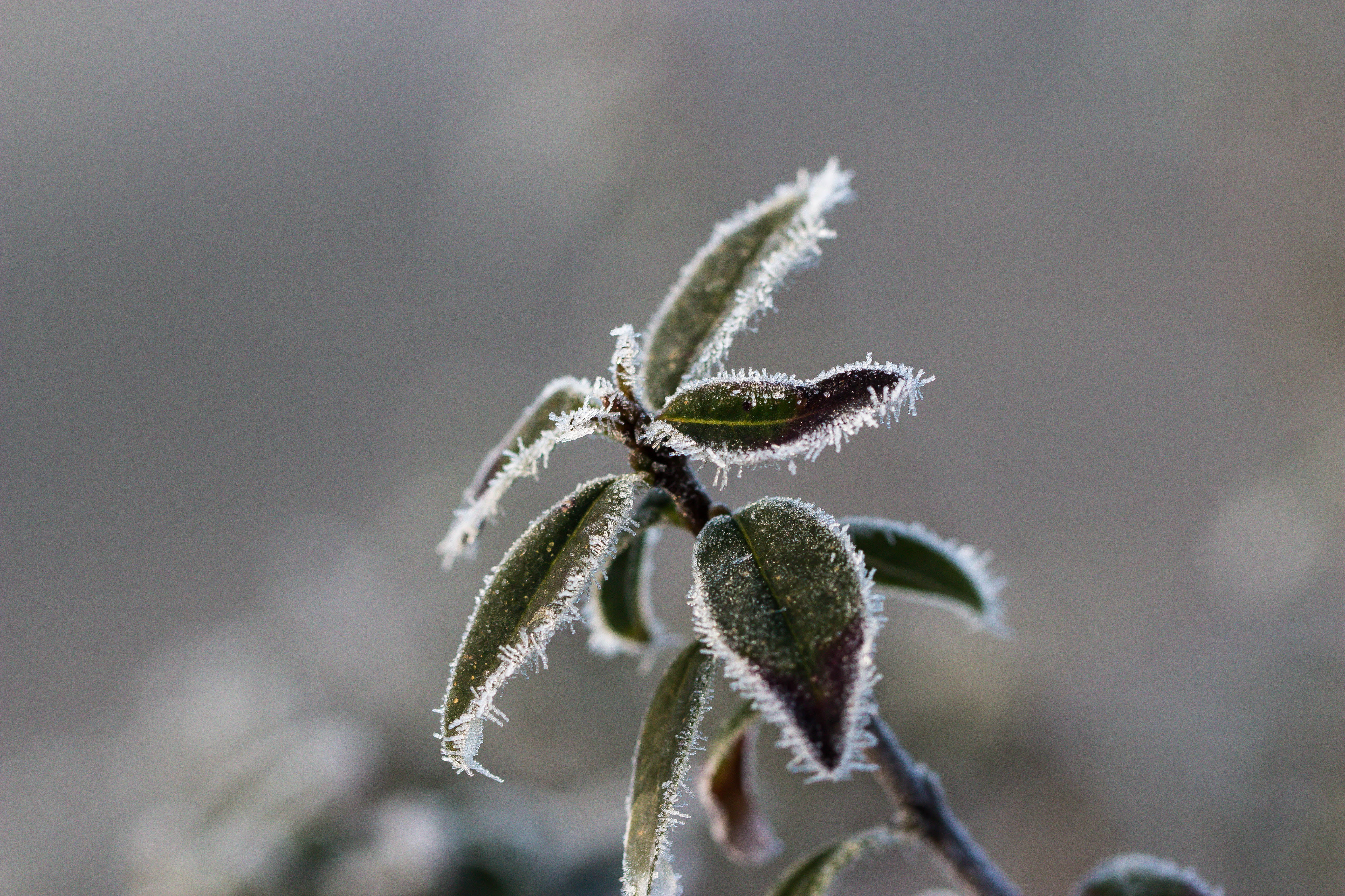 cold, green, plant, leaf, selective, Frosty, ice Crystal, photography, MACRO, ice, USM, snow, Winter, frozen, makro, 5K, close-up, selective focus, focus, HD Wallpaper