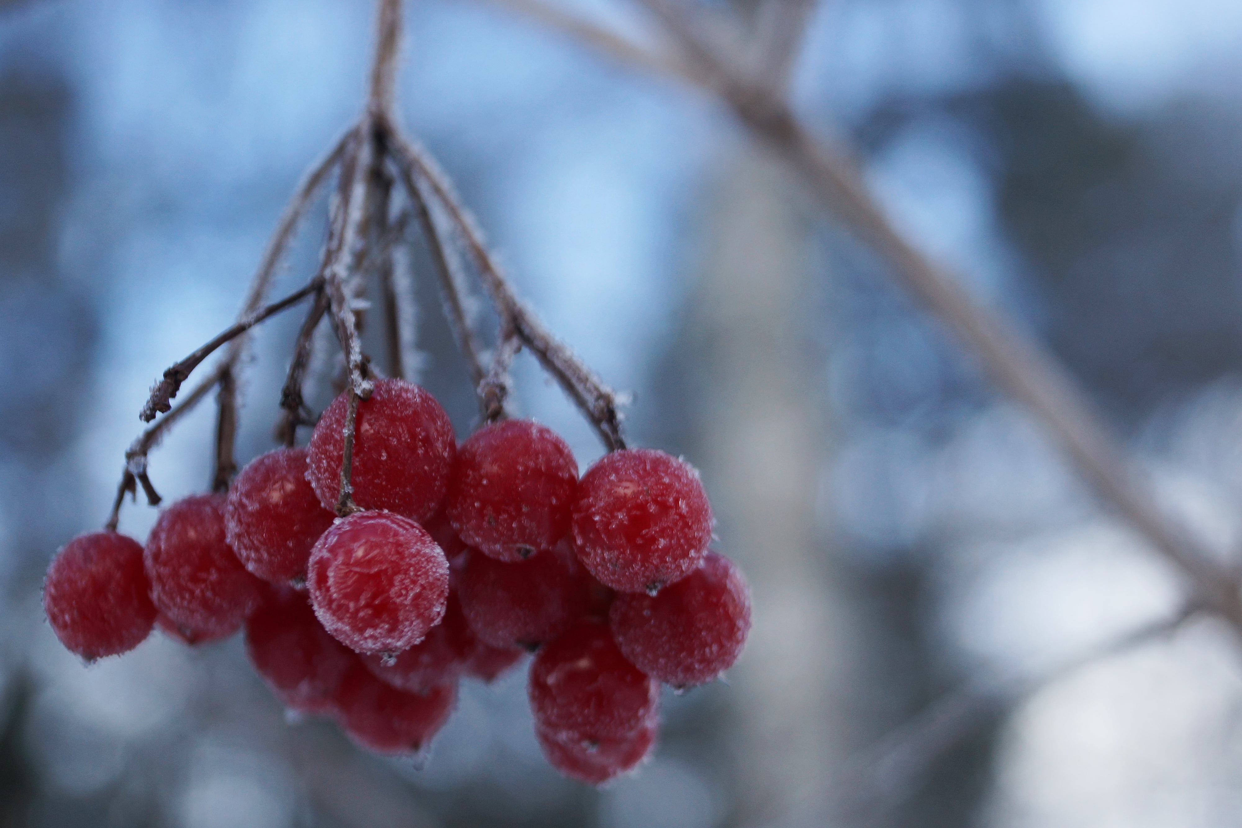Frost, branch, close-up, hanging on, nature, snow, fruit, 4K, berry Fruit, red, season, tree, hanging, cherries, Bærum, vinter, rim, winter, HD Wallpaper