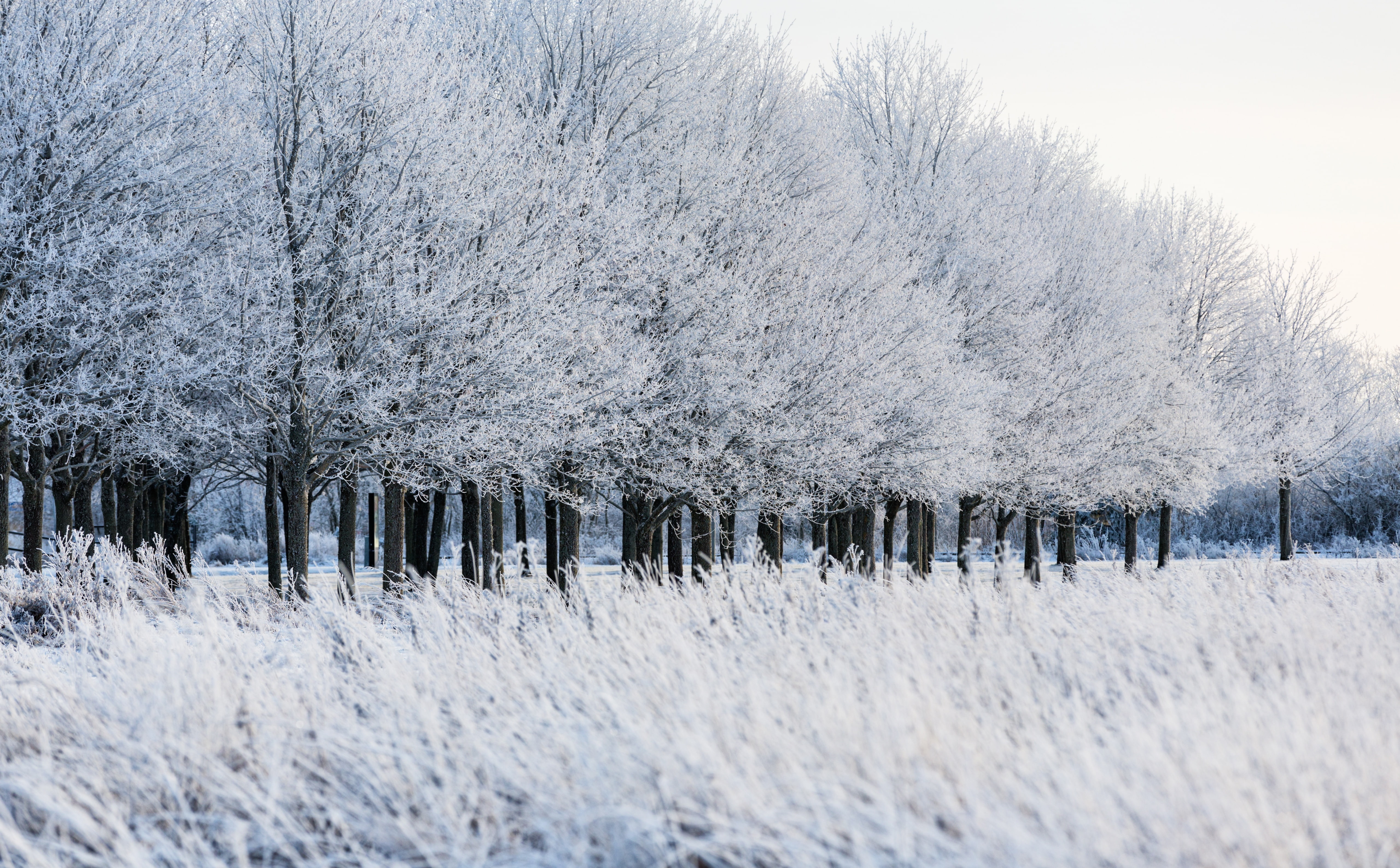 nature, Seasons, no people, landscape, day, Sweden, frozen, Tree, blizzard, white color, salabacke, Frost, plant, tranquility, snowing, Winter, extreme weather, HD Wallpaper