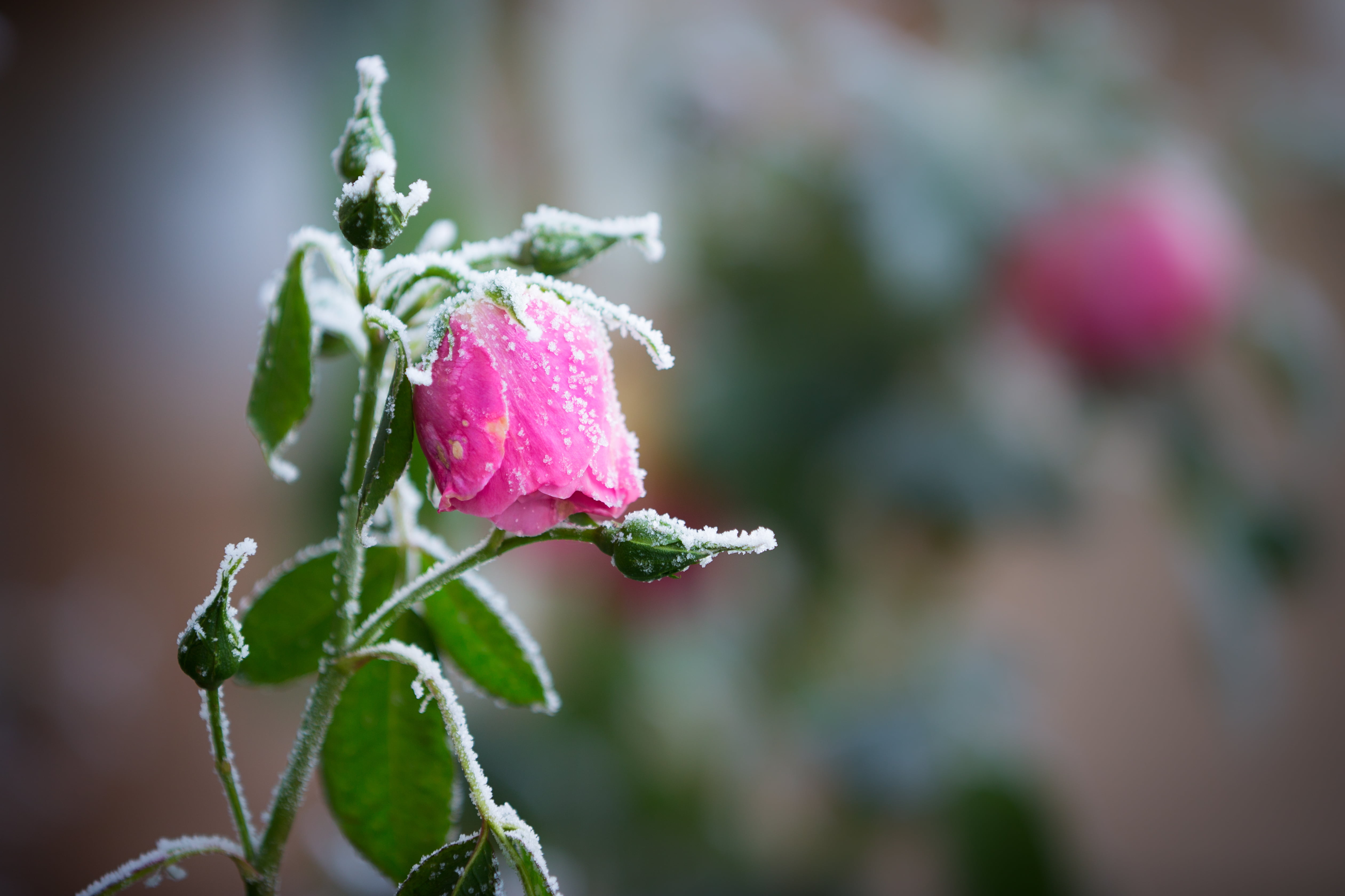 photography, plant, close-up, Uppsala län, closeup, closeup photography, pink, Sverige, 4K, Rime, leaf, Vinter, Sweden, flower, nature, Winter, pink rose, HD Wallpaper