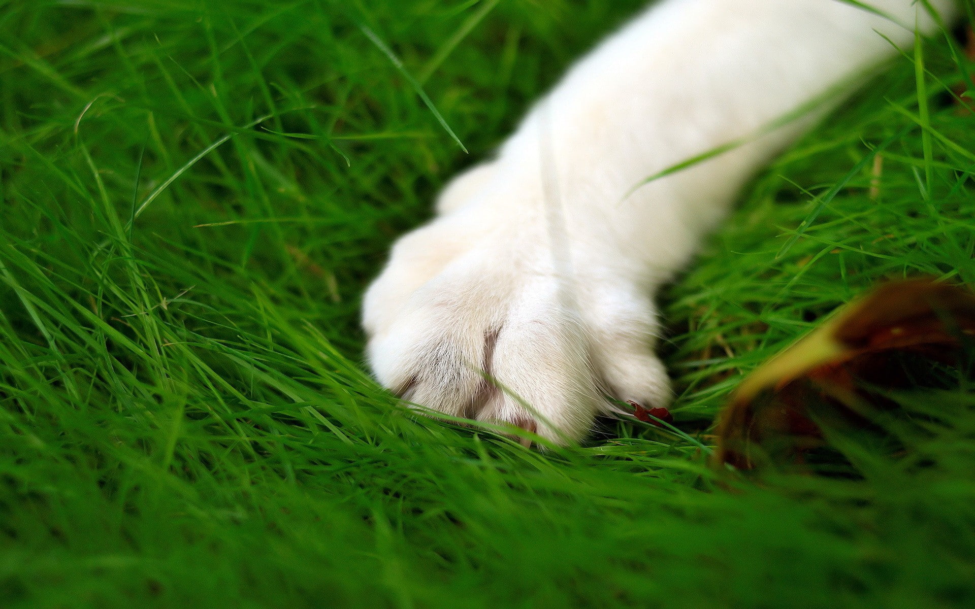 animal, one animal, no people, cat, animal leg, field, land, domestic, domestic animals, vertebrate, animal body part, plant, pets, mammal, close-up, animal themes, HD Wallpaper