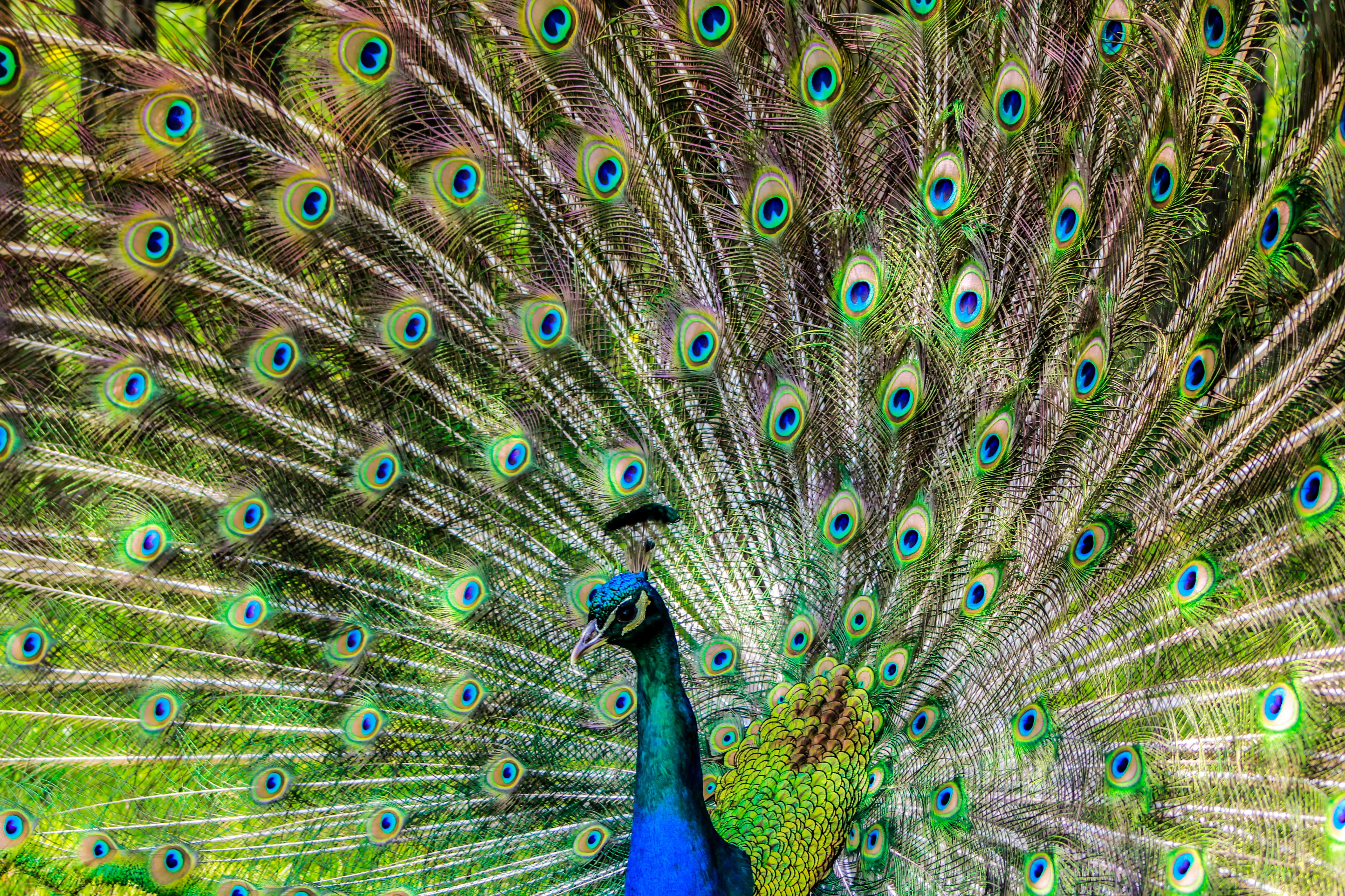 animal head, feather, lure, bird, pen, animals in the wild, natural pattern, green color, close-up, full frame, backgrounds, beauty, beauty in nature, 5K, HD Wallpaper