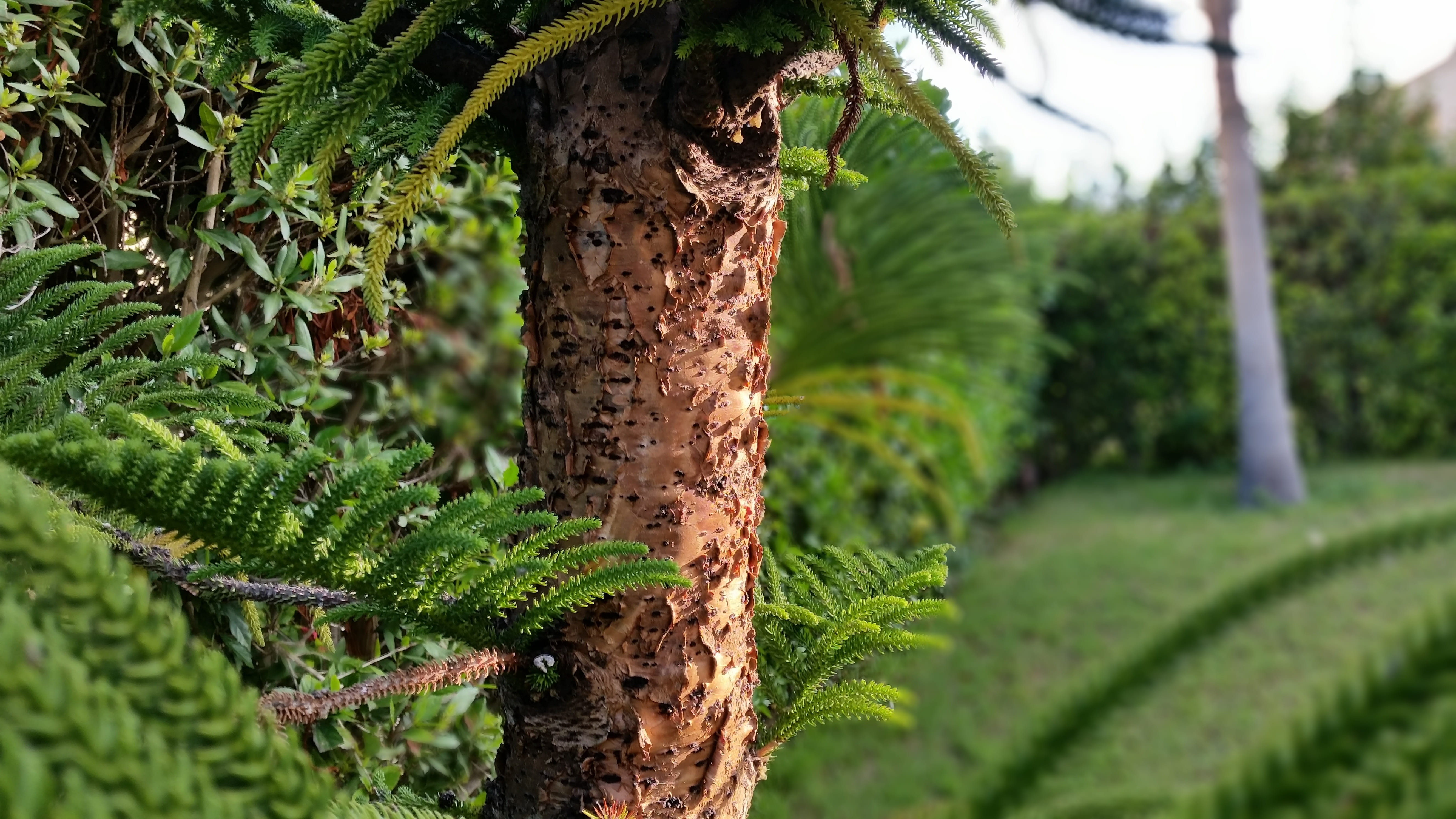 beauty in nature, tree, swag, tranquility, palm tree, day, green color, animal wildlife, 5K, s5, sm-g900f, plant, nature, all shots, close-up, plant part, HD Wallpaper