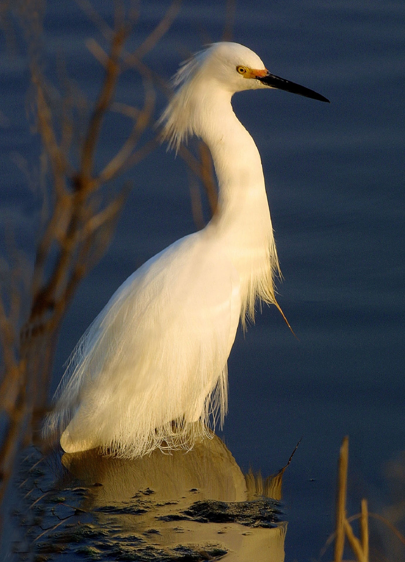 water bird, animal wildlife, wildlife, animal, portrait, one animal, heron Family, water, white, close-up, white color, egretta thula, swamp, focus on foreground, Phone HD Wallpaper