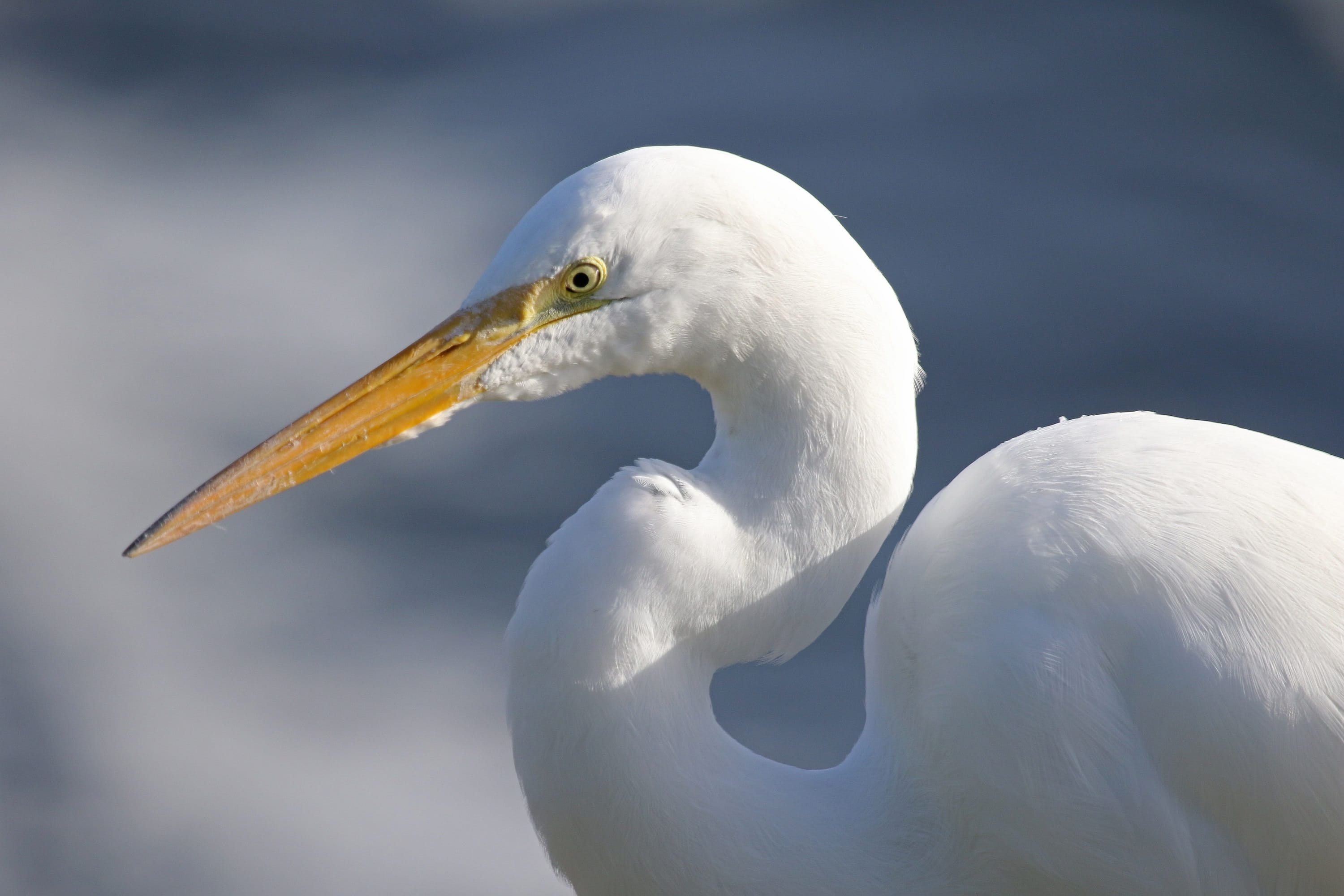 vertebrate, water, beak, focus on foreground, ledig, bird, close-up, animal neck, day, portrait, casmerodius albus, animal head, animal body part, one animal, HD Wallpaper