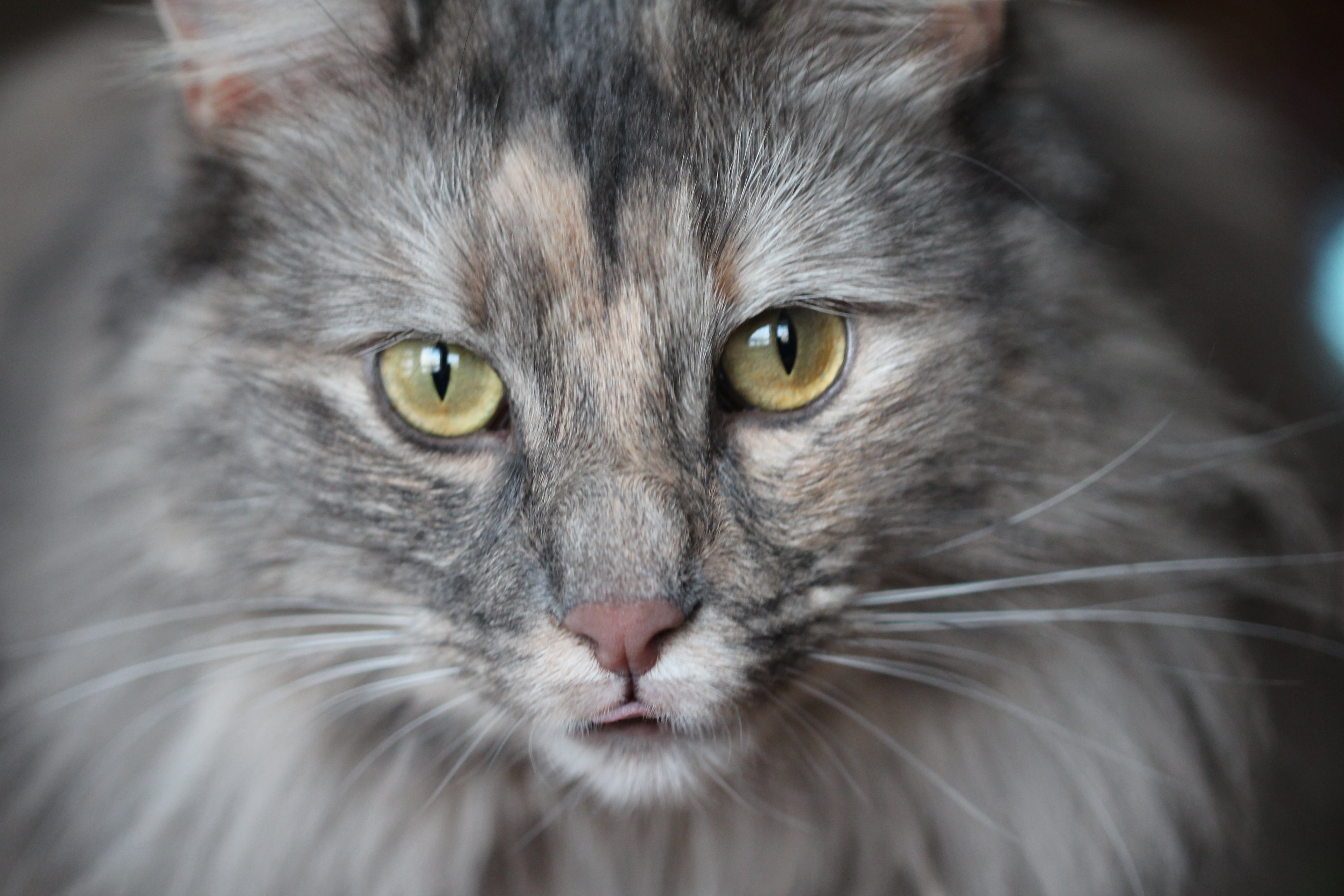 pets, feline, photography, animal, brown, fluffy, short, looking, closeup photography, tongue, kitten, cat, domestic Animals, domestic Cat, cute, mammal, HD Wallpaper