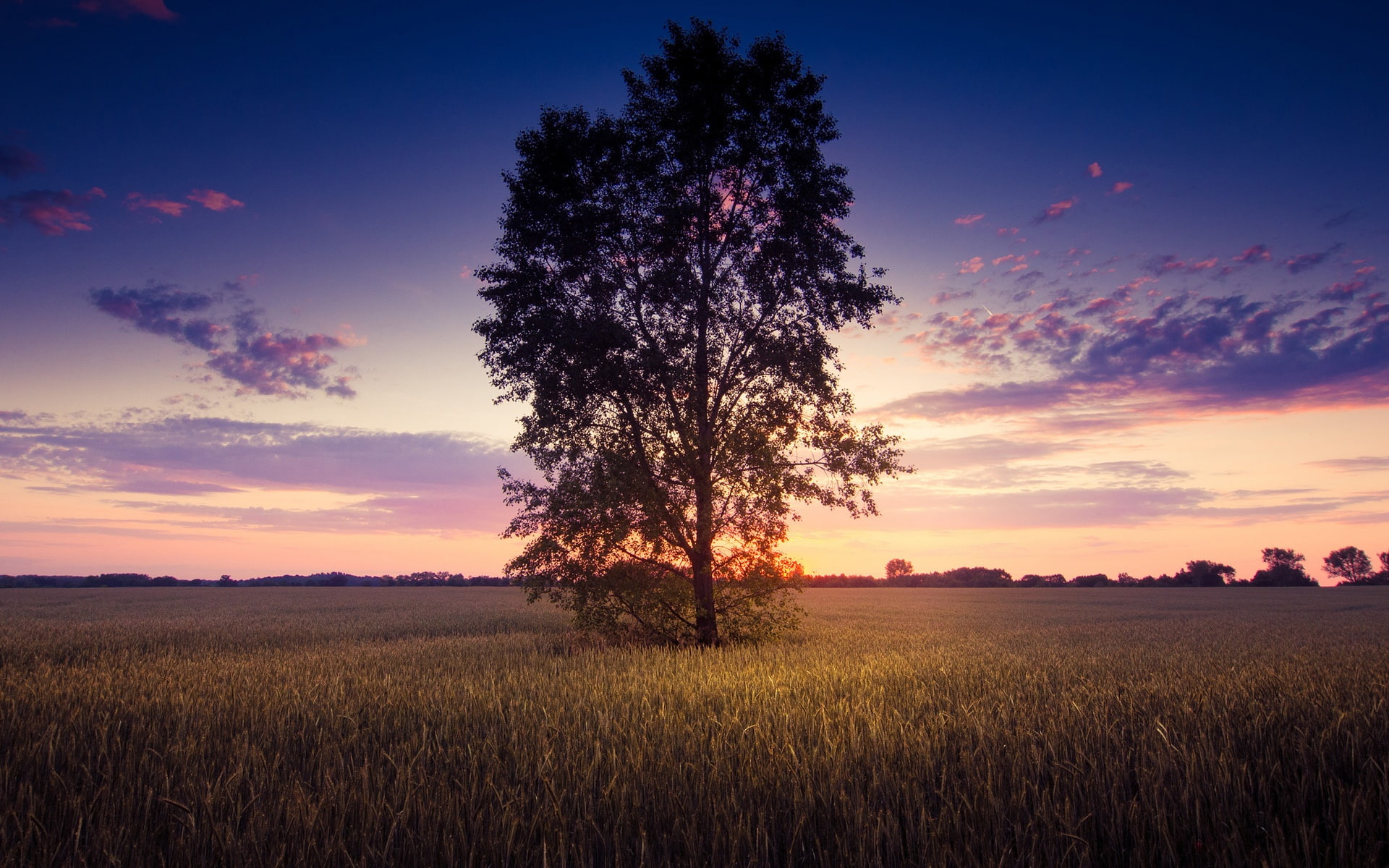 Wheat, Scenery, Tree, Lonely, silhouette, Sunset, Field, 1080P, HD Wallpaper