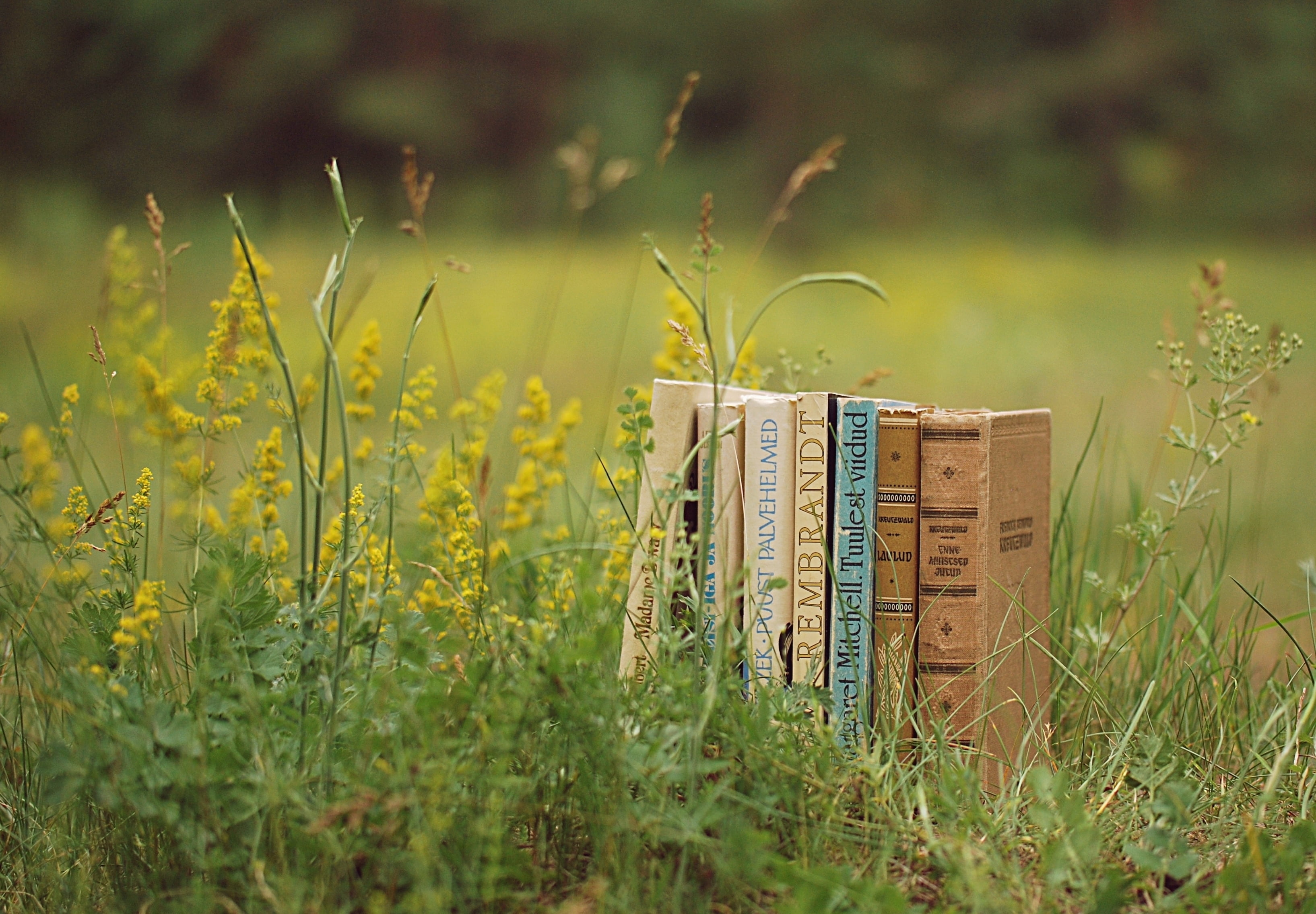 plant, rural Scene, land, books, book, selective focus, backgrounds, 2K, container, stack, title, outdoors, nature, green Color, seven, growth, yellow, HD Wallpaper