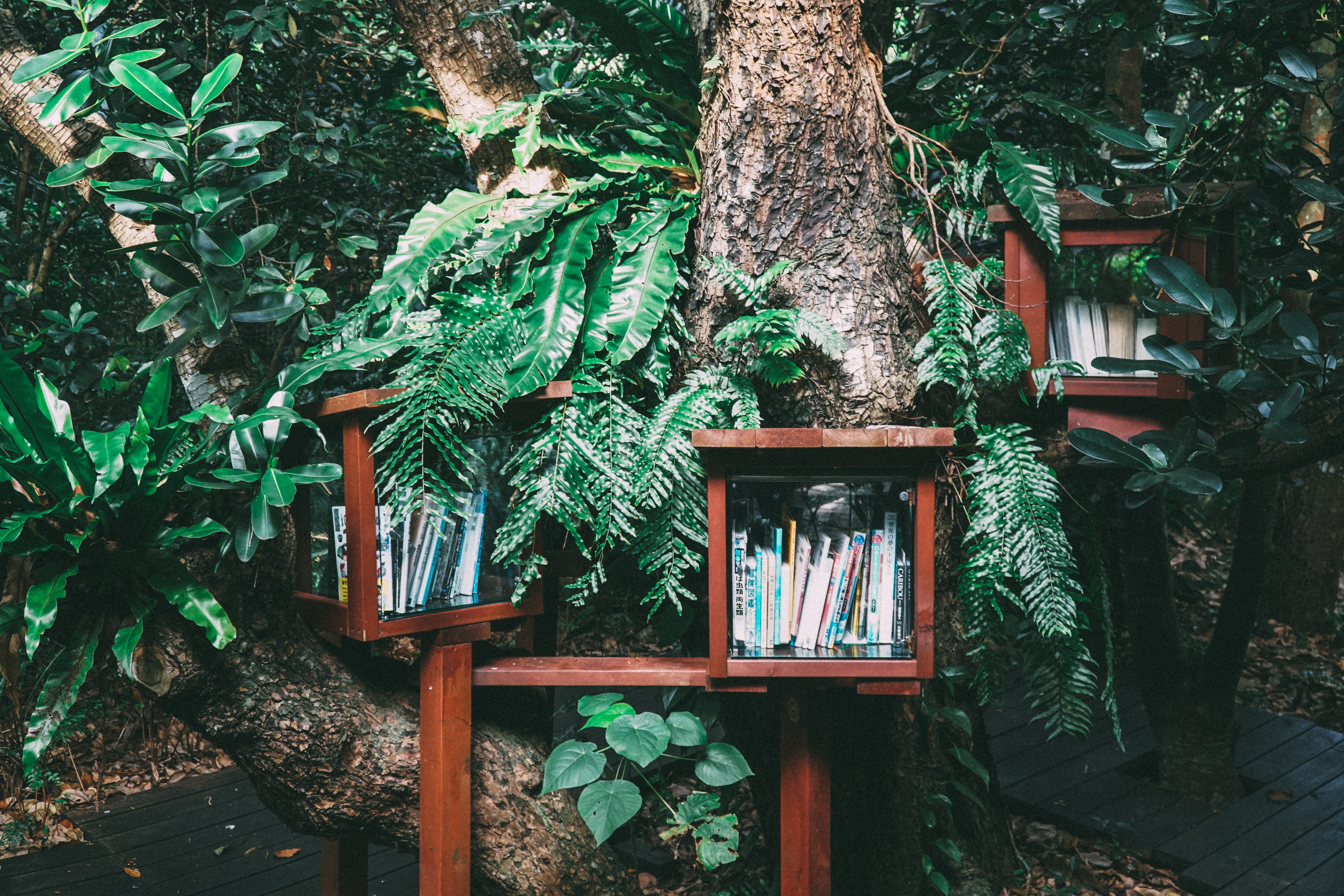 tree trunk, green, day, green color, no people, foliage, wooden, beauty in nature, nature, plant part, bark, plant, building, daytime, forest, brown, books, HD Wallpaper