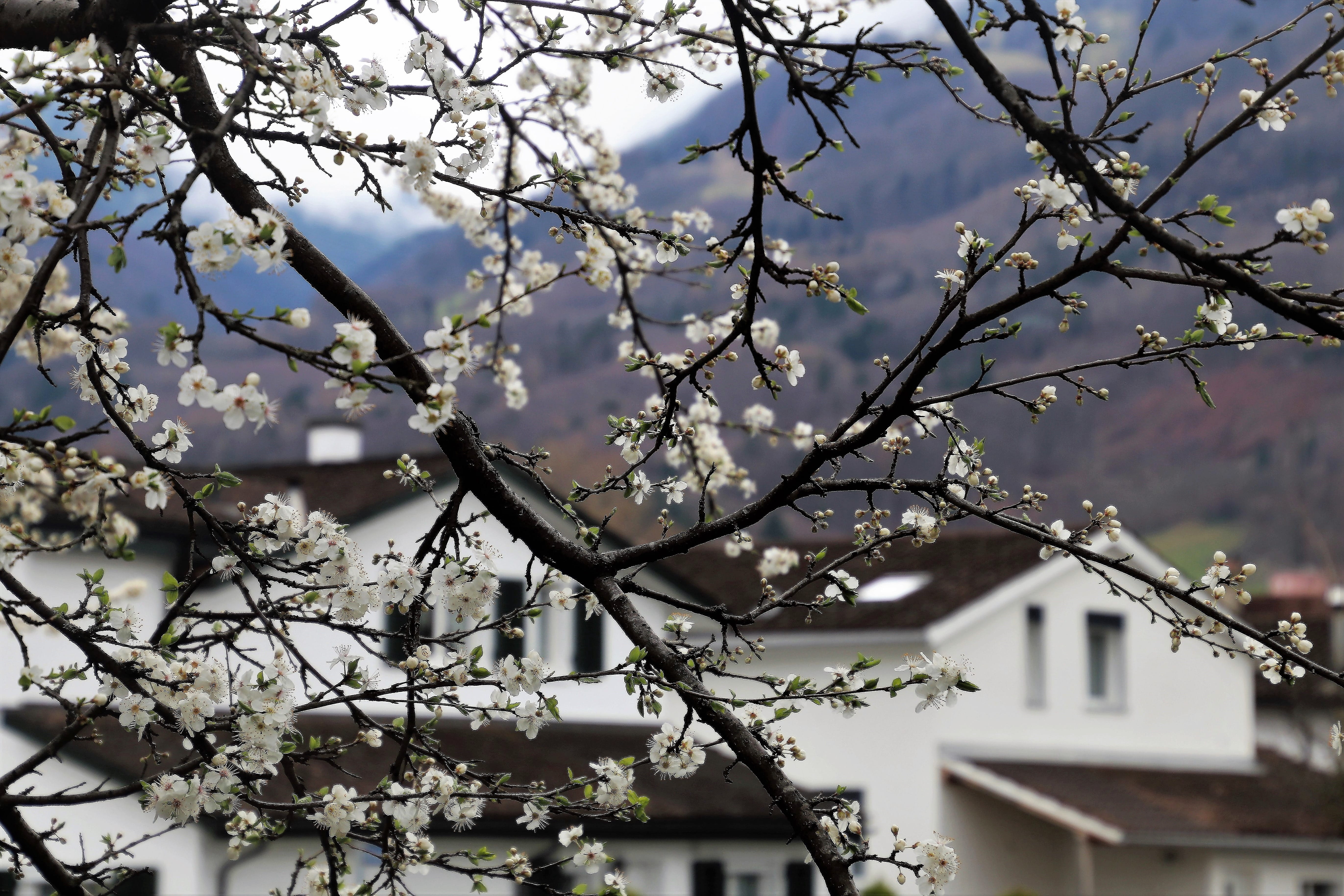 no people, the roofs, cherry tree, built structure, the white house, springtime, house, at the court of, white, figure, ciekoty, spring, 5K, focus on foreground, HD Wallpaper
