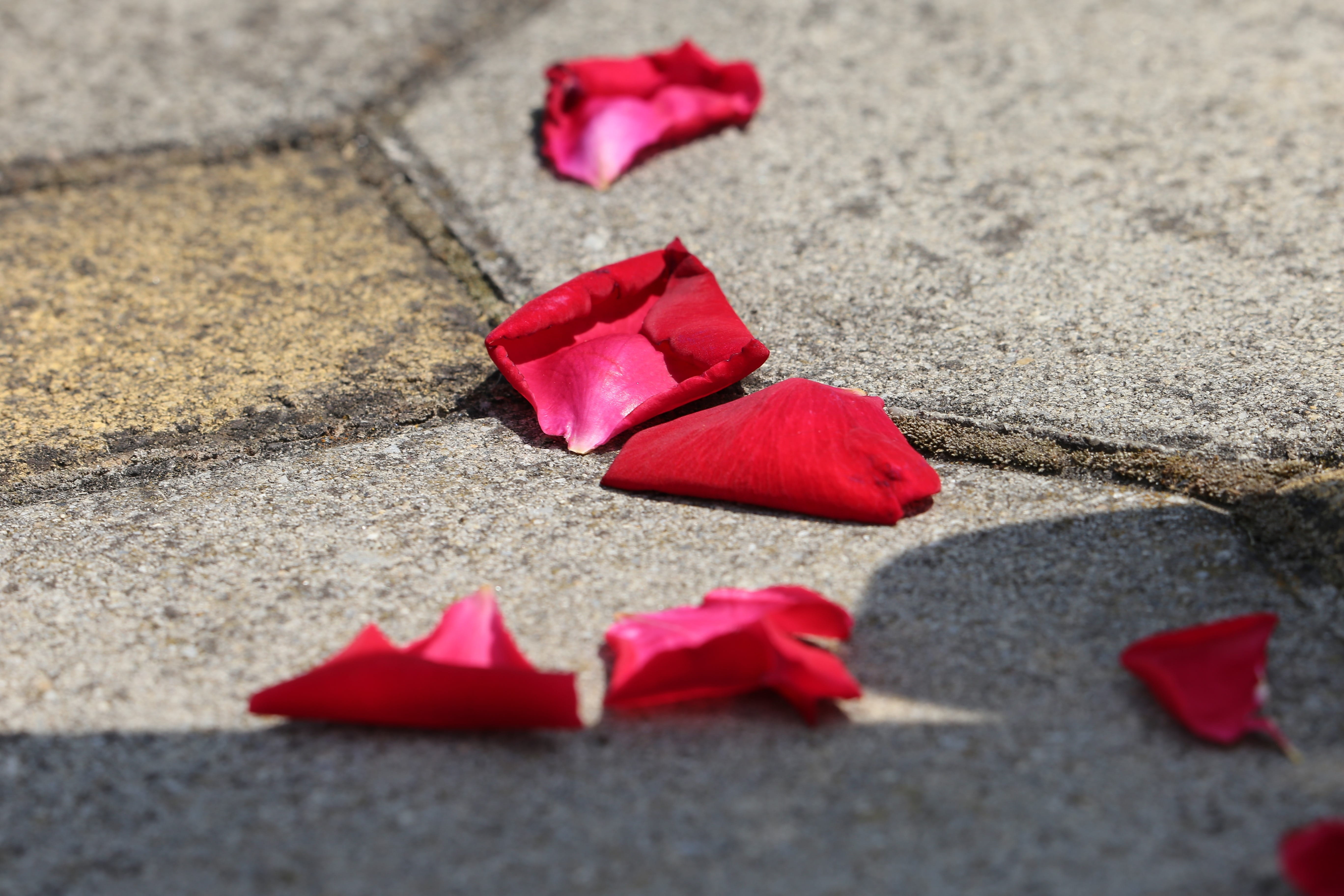 street, outdoors, 5K, religious, tijelovo, fragility, tradition, catholic, vulnerability, nature, surface level, petal, day, flower, selective focus, beauty in nature, HD Wallpaper