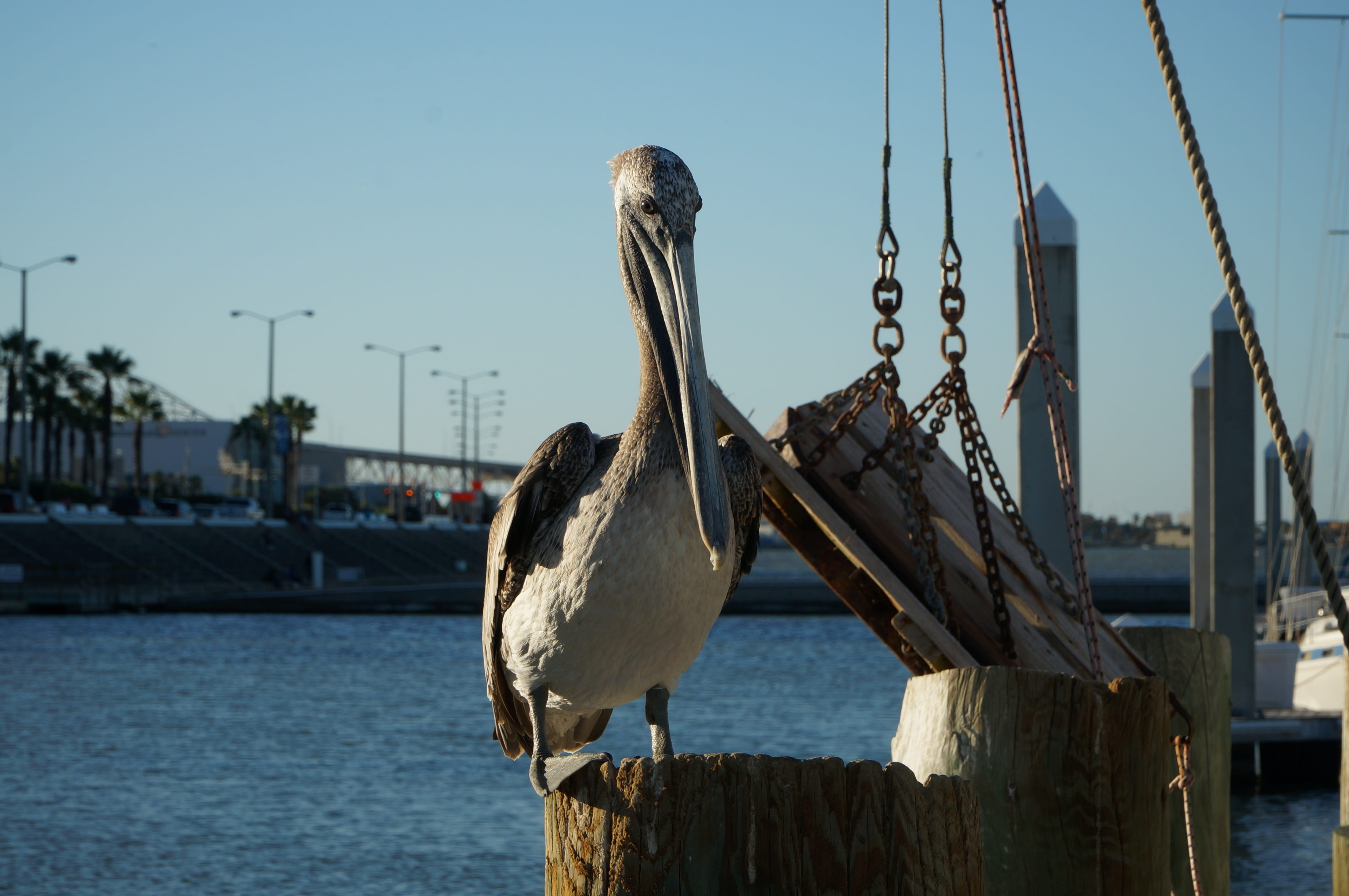 animal, animals in the wild, boat, day, blue, sea, focus on foreground, animal themes, sky, transportation, beak, pelican, post, 4K, nautical vessel, no people, HD Wallpaper