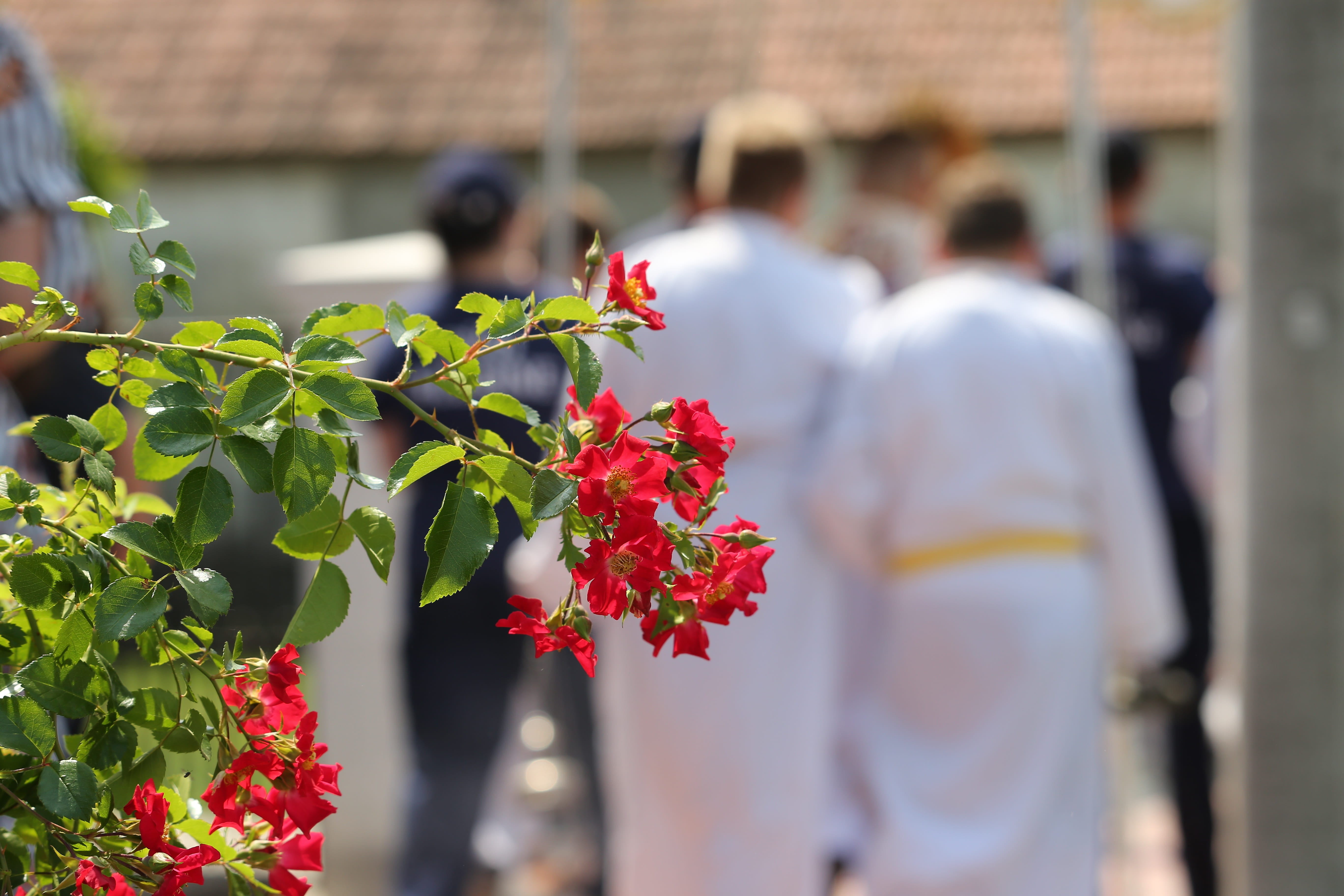 plant, flowering plant, red, catholicism, flower, leaf, little red roses, spiritual, freshness, day, rear view, religion, incidental people, tradition, HD Wallpaper