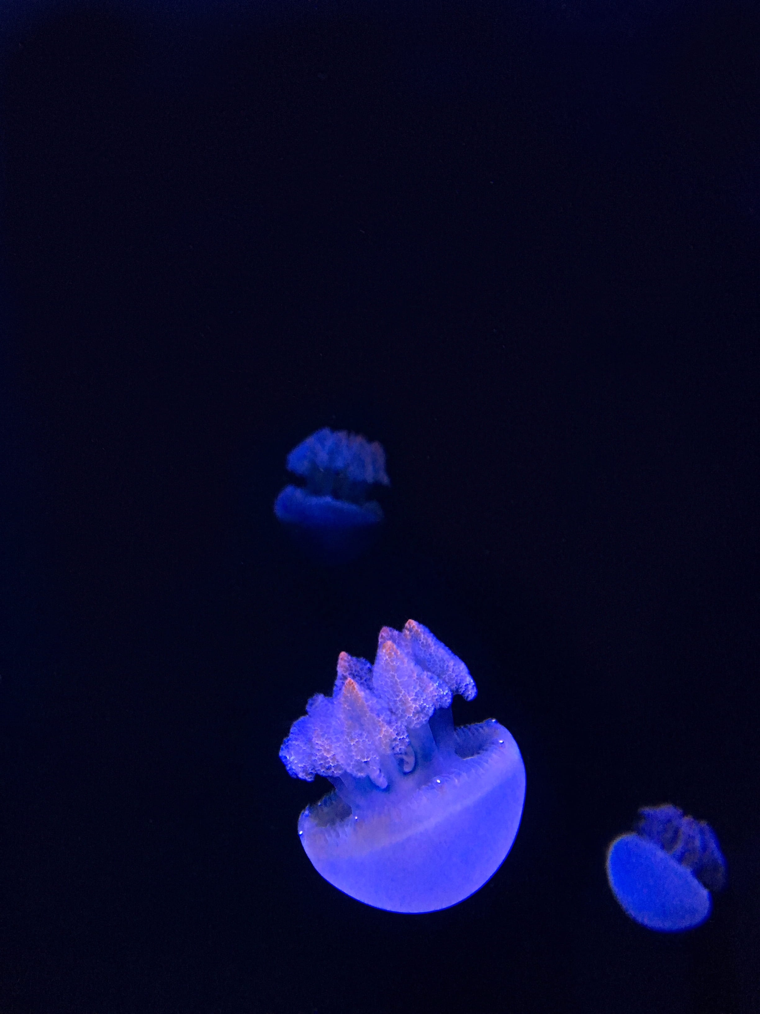 blue, 2K, swimming, purple, animal themes, floating on water, life, no people, sea, undersea, sea life, black background, marine, 2710 n shoreline blvd, Phone HD Wallpaper