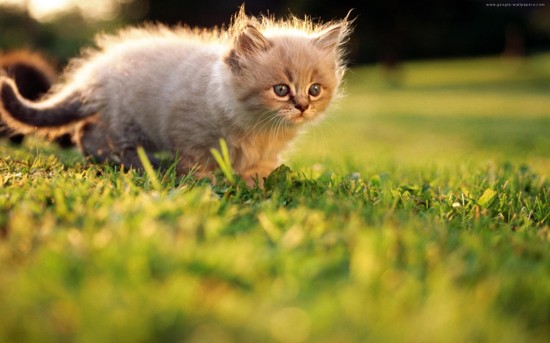 grass, brown, kitten, animals, cat, field, longhair, walking, 1080P, pretty, HD Wallpaper