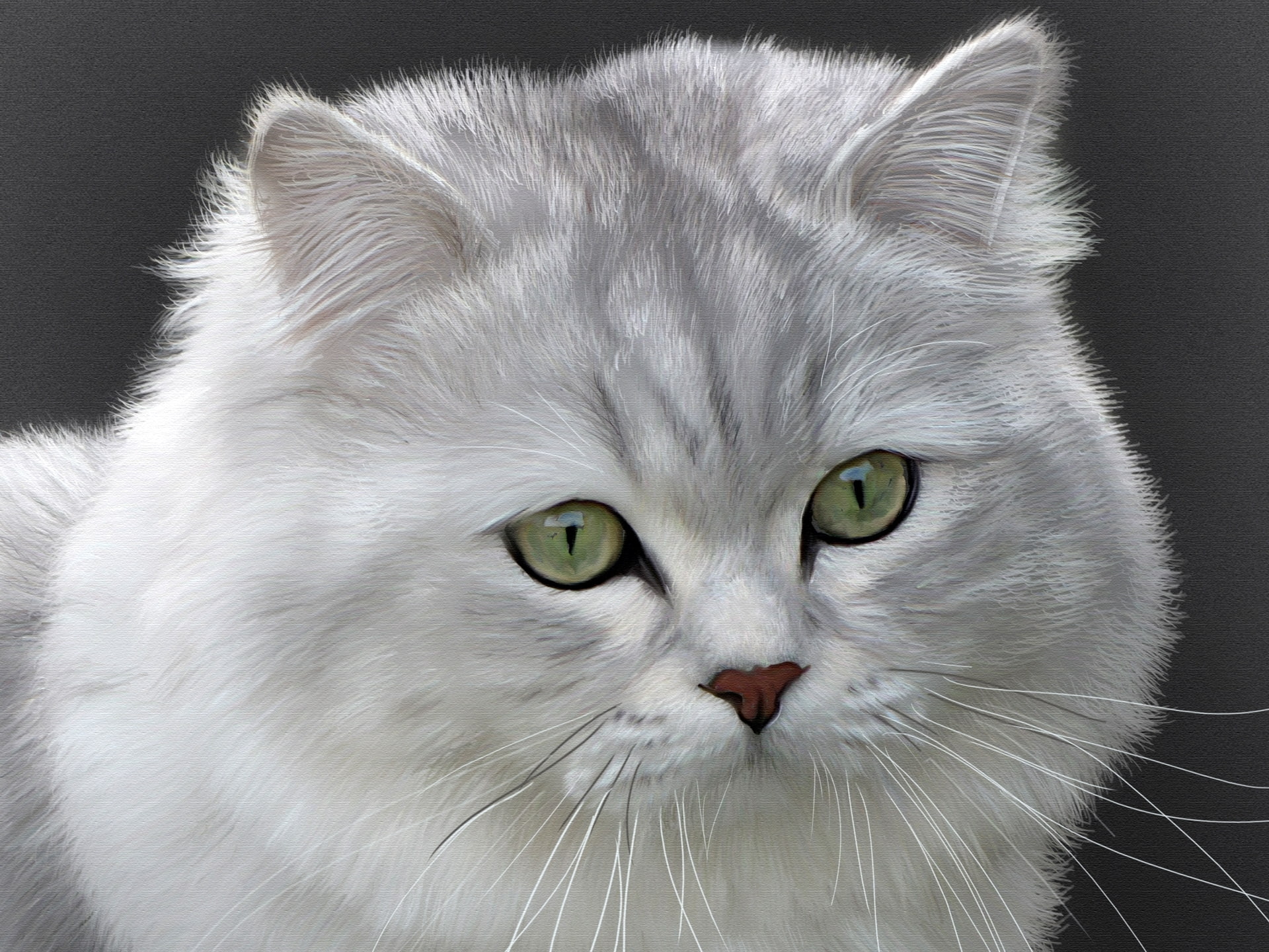 animal body part, one animal, animal eye, fur, pets, domestic animals, vertebrate, looking at camera, no people, indoors, white color, 1080P, domestic cat, HD Wallpaper